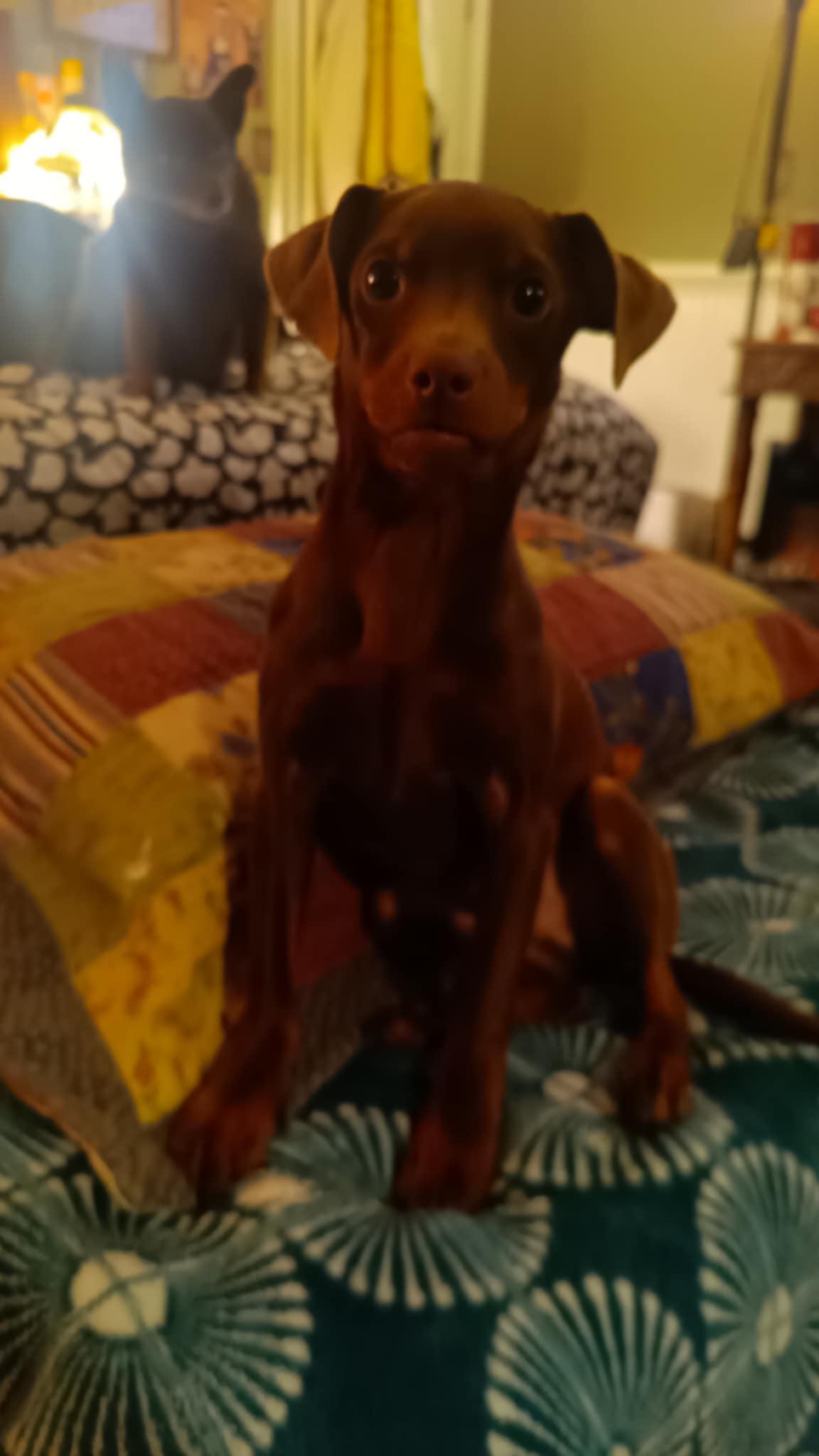 Choco-Taco, a Adoptable mixed breed in Collierville, TN image 2/6