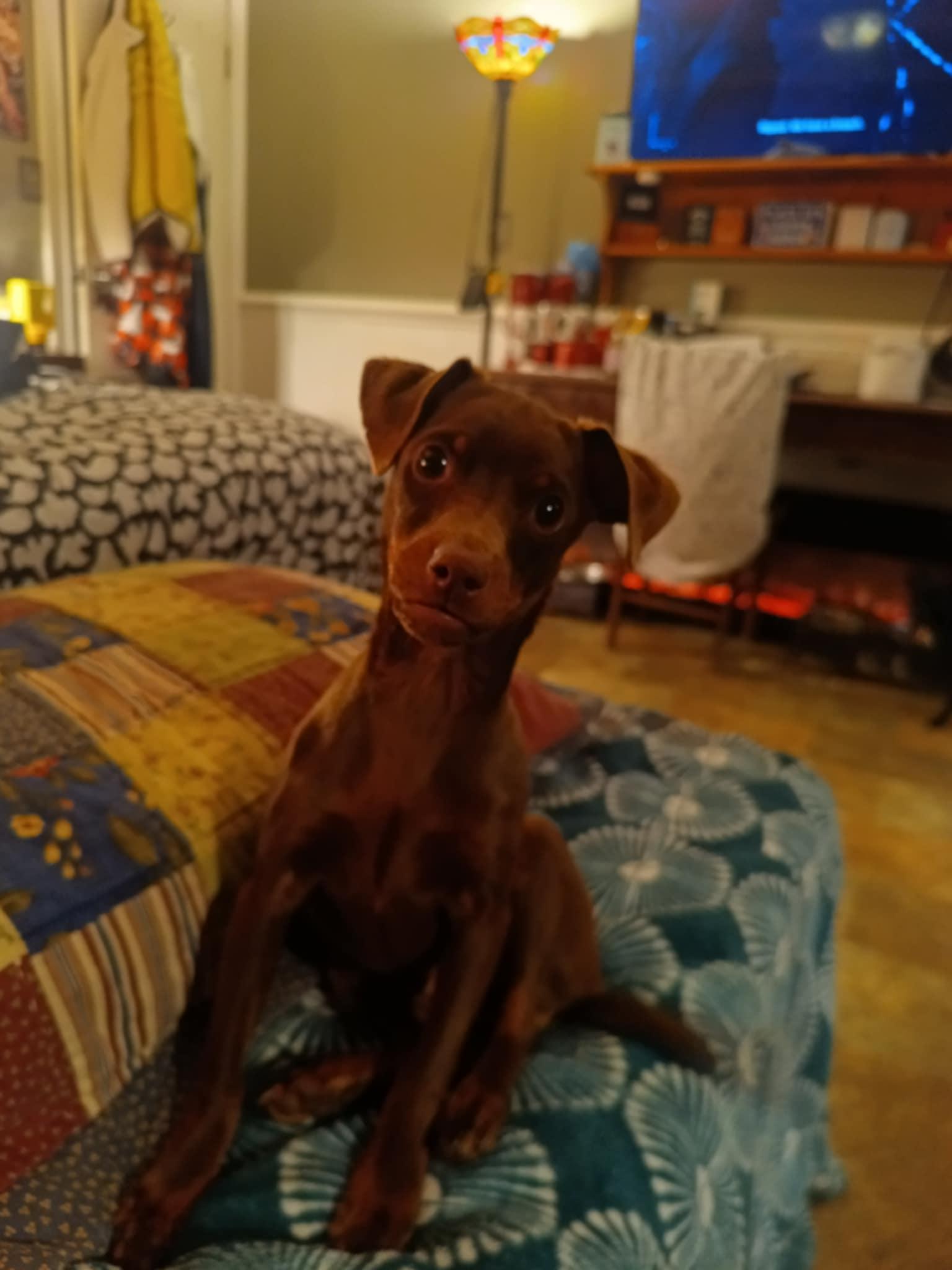 Choco-Taco, a Adoptable mixed breed in Collierville, TN image 3/6