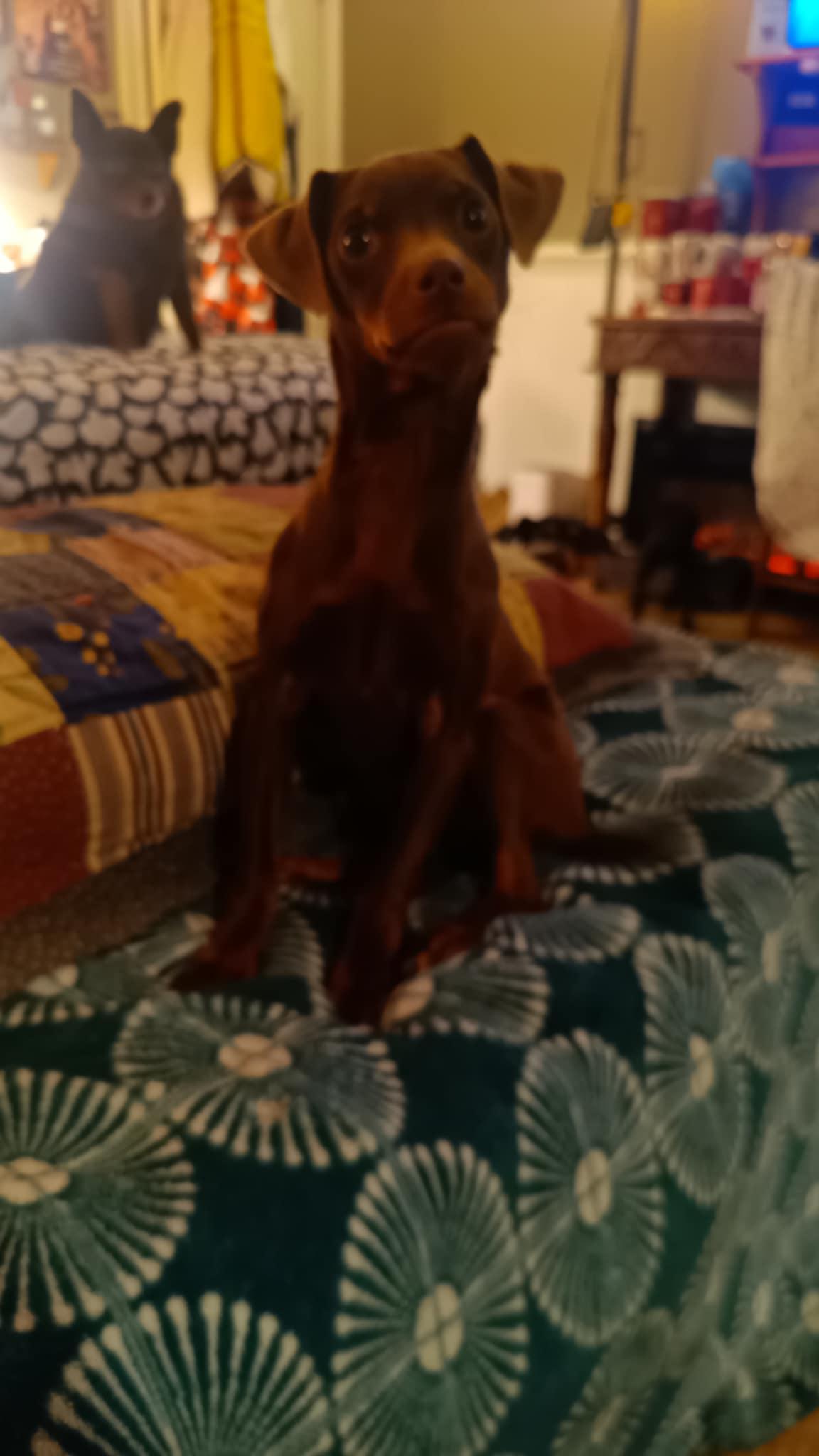 Choco-Taco, a Adoptable mixed breed in Collierville, TN image 4/6