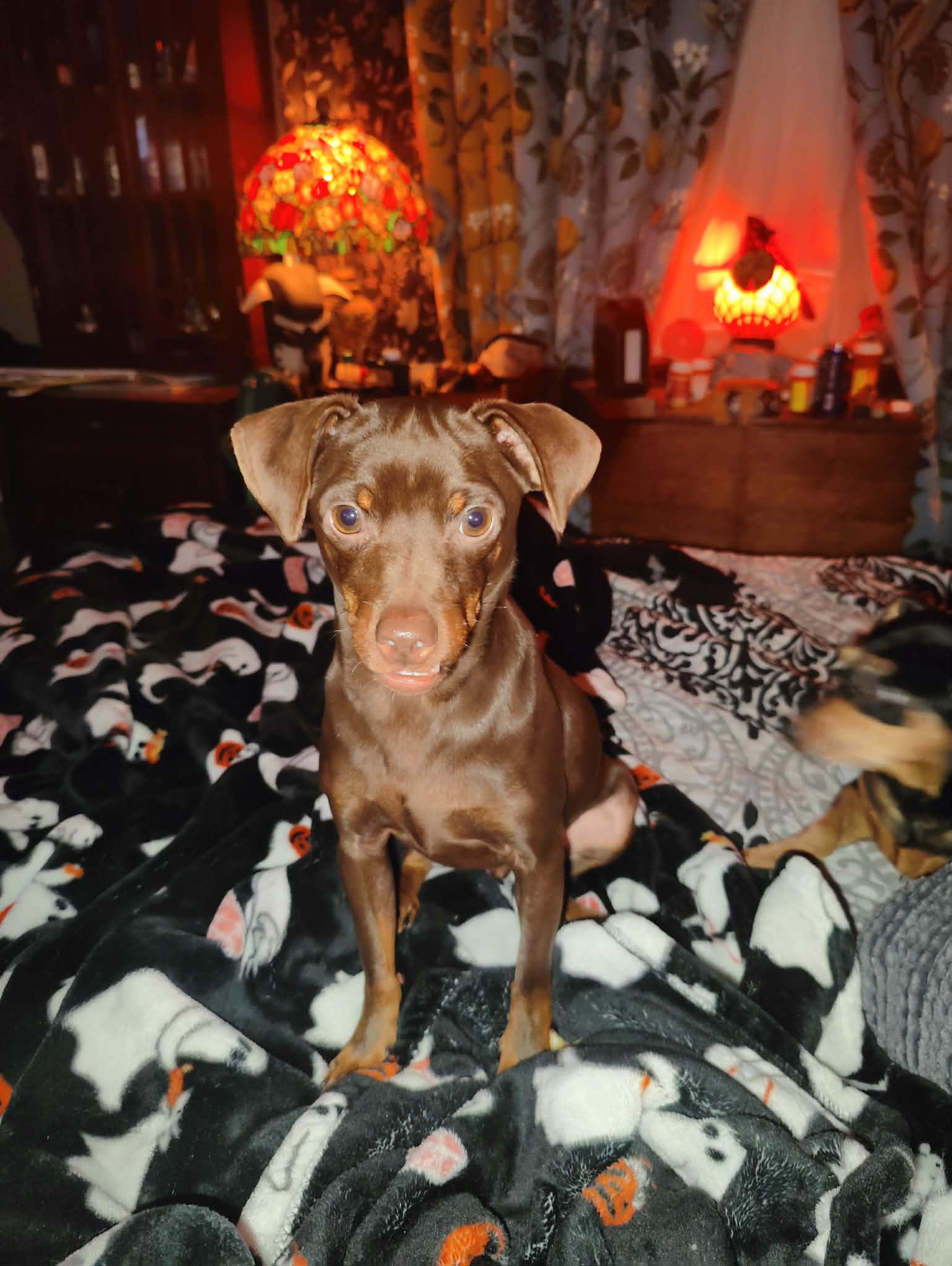 Choco-Taco, Adoptable, Young Male Miniature Pinscher.