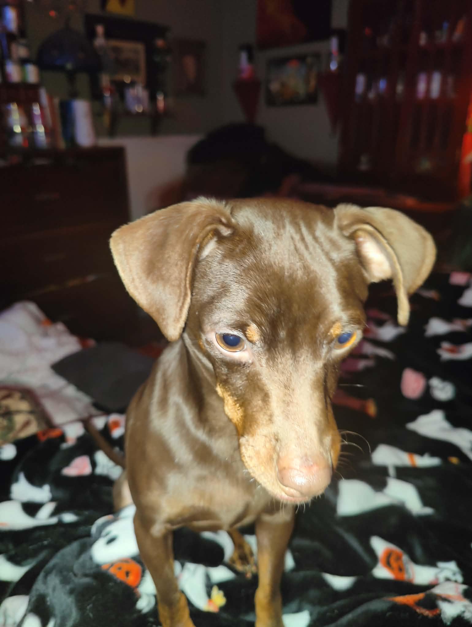 Enlarge Choco-Taco, a Adoptable mixed breed in Collierville, TN image 2/5