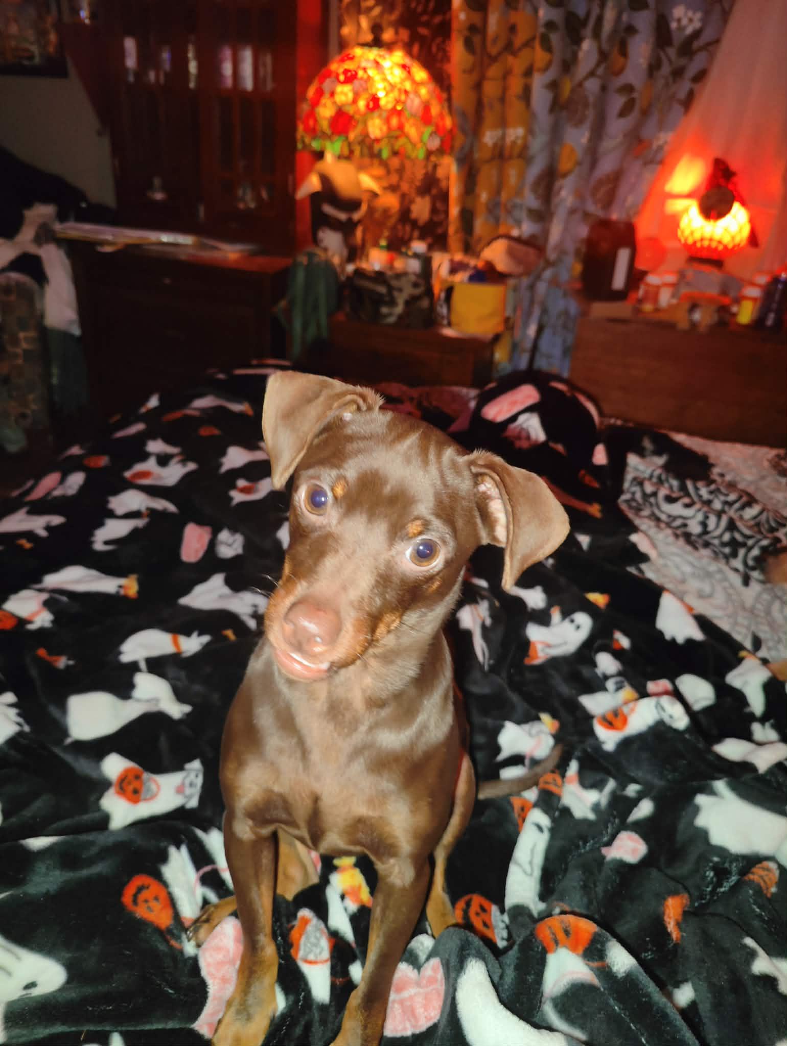 Enlarge Choco-Taco, a Adoptable mixed breed in Collierville, TN image 4/5