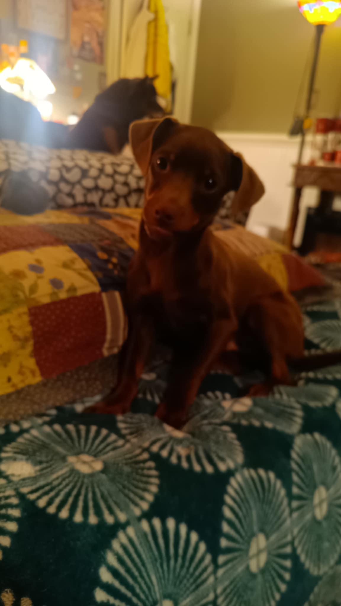 Choco-Taco, a Adoptable mixed breed in Collierville, TN image 6/6