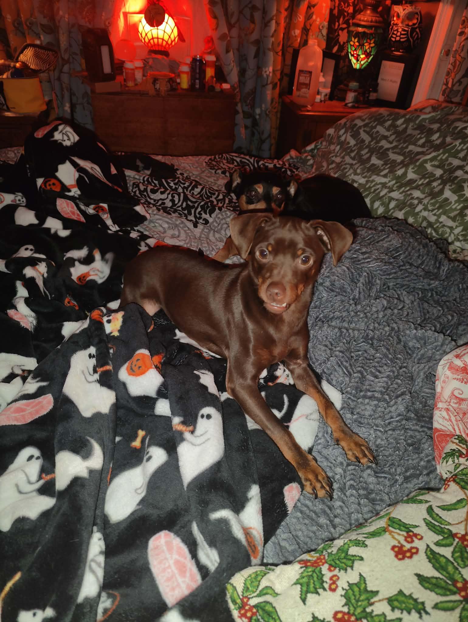 Enlarge Choco-Taco, a Adoptable mixed breed in Collierville, TN image 3/5