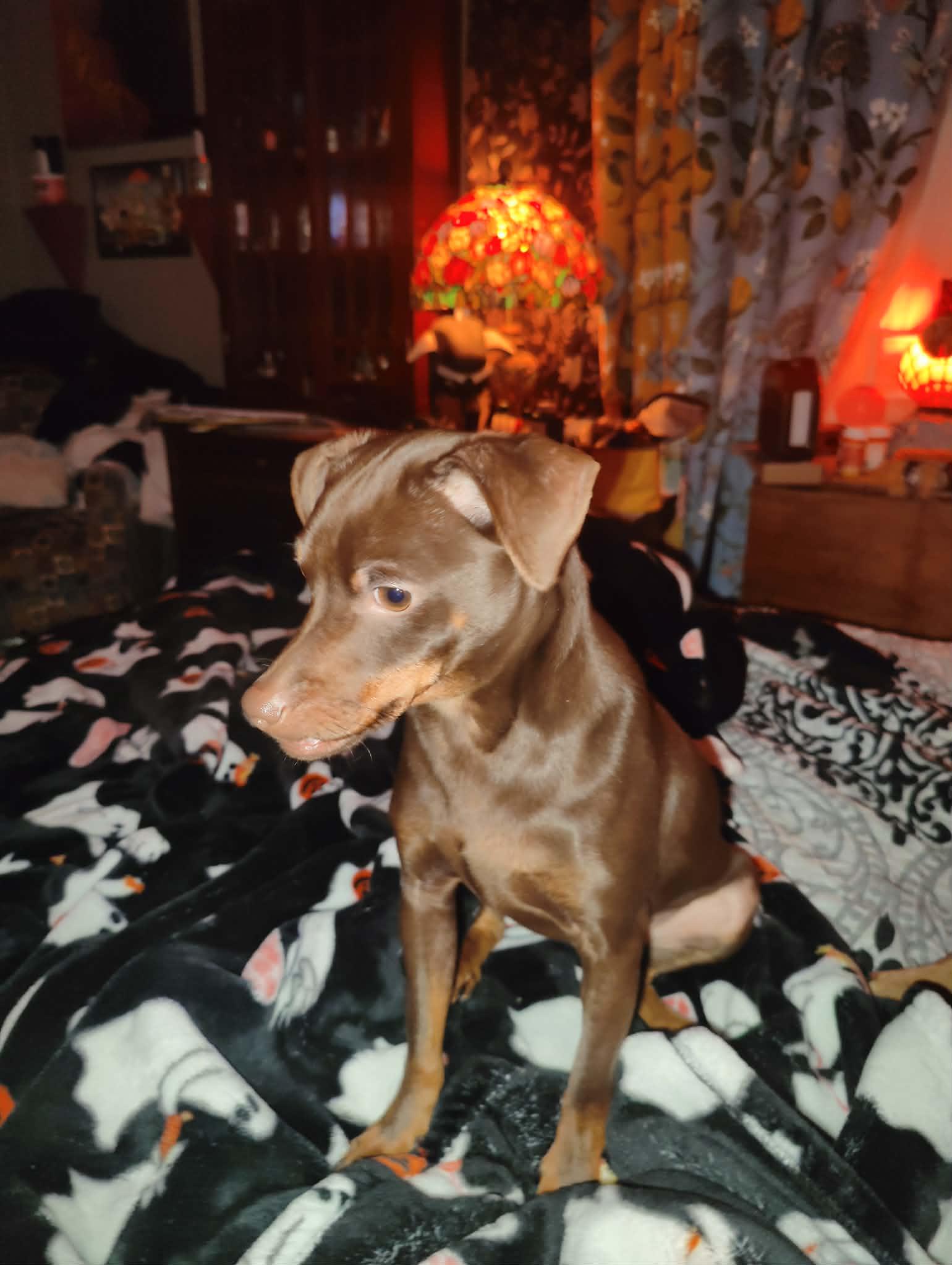 Enlarge Choco-Taco, a Adoptable mixed breed in Collierville, TN image 5/5