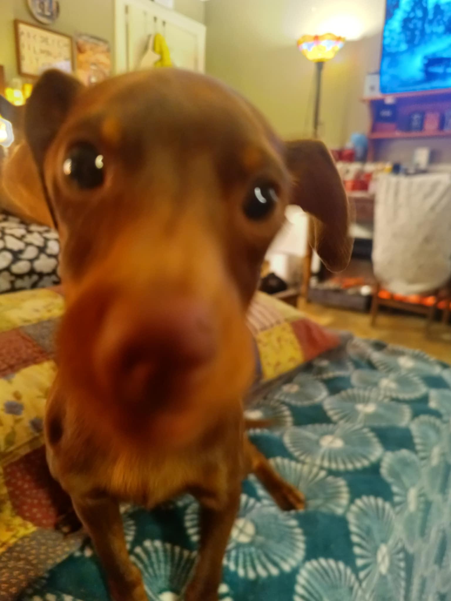 Choco-Taco, Adoptable, Young Male Miniature Pinscher.