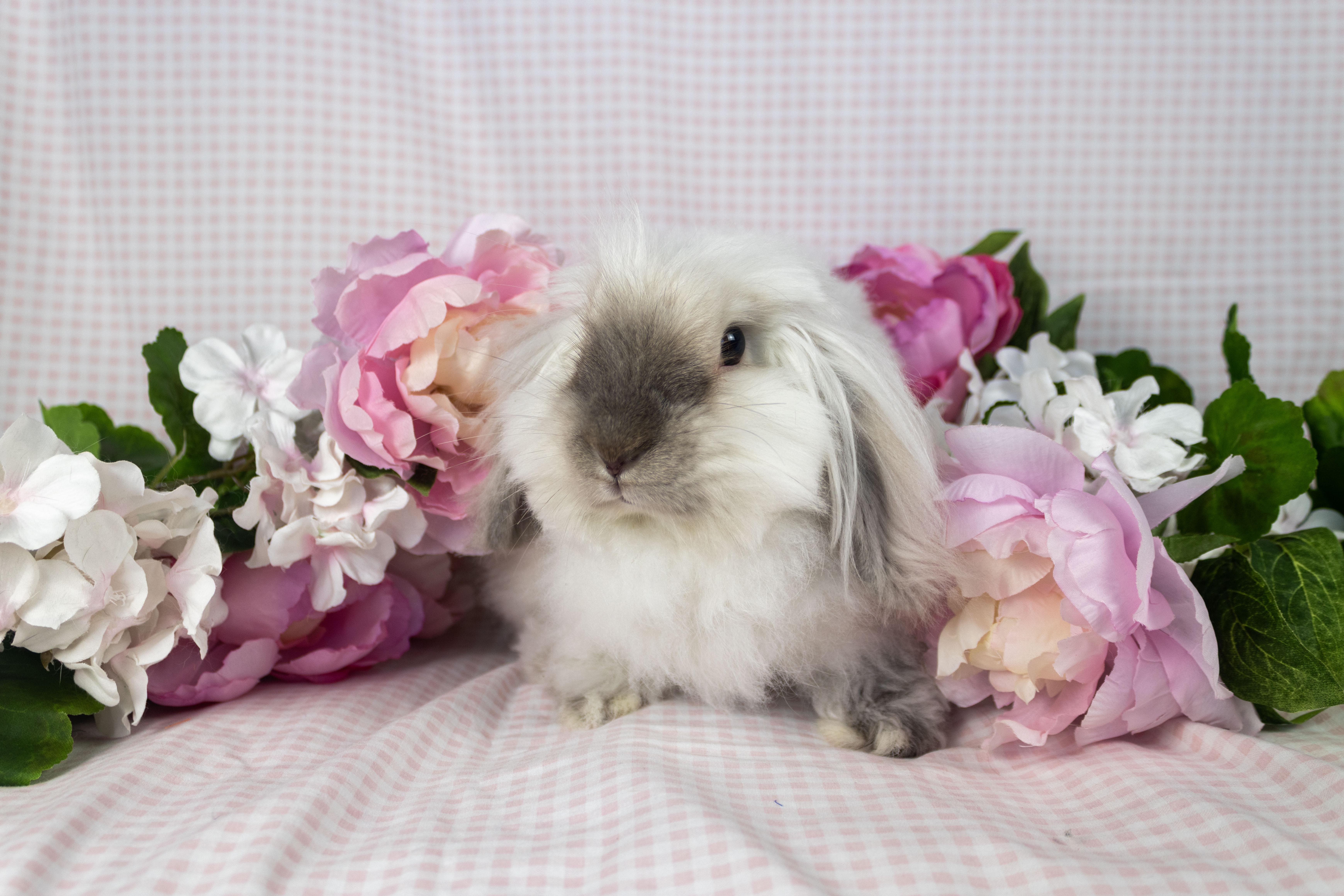 Elora, Adoptable, Young Female Holland Lop & Angora Rabbit.