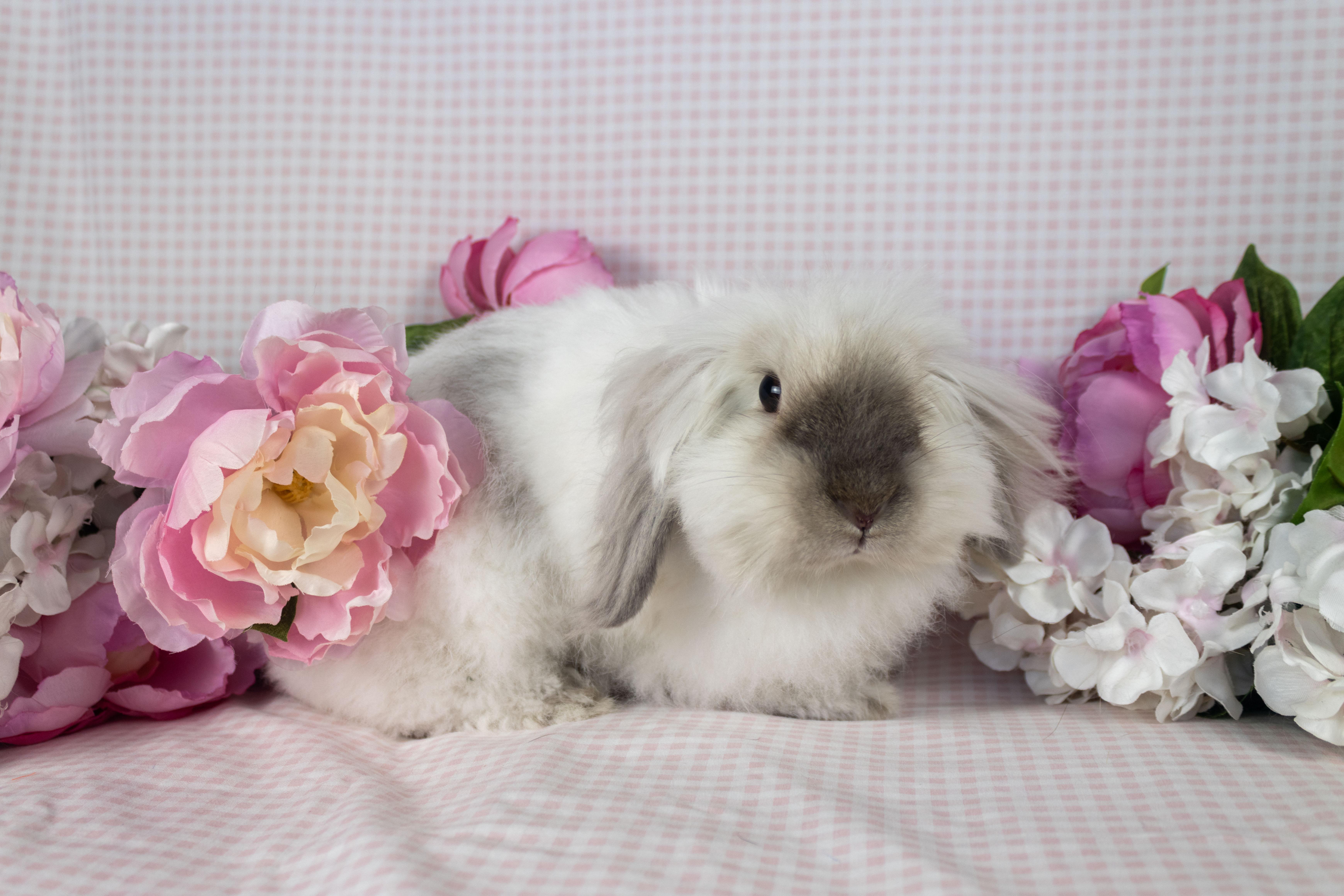 Elora, Adoptable, Young Female Holland Lop & Angora Rabbit.