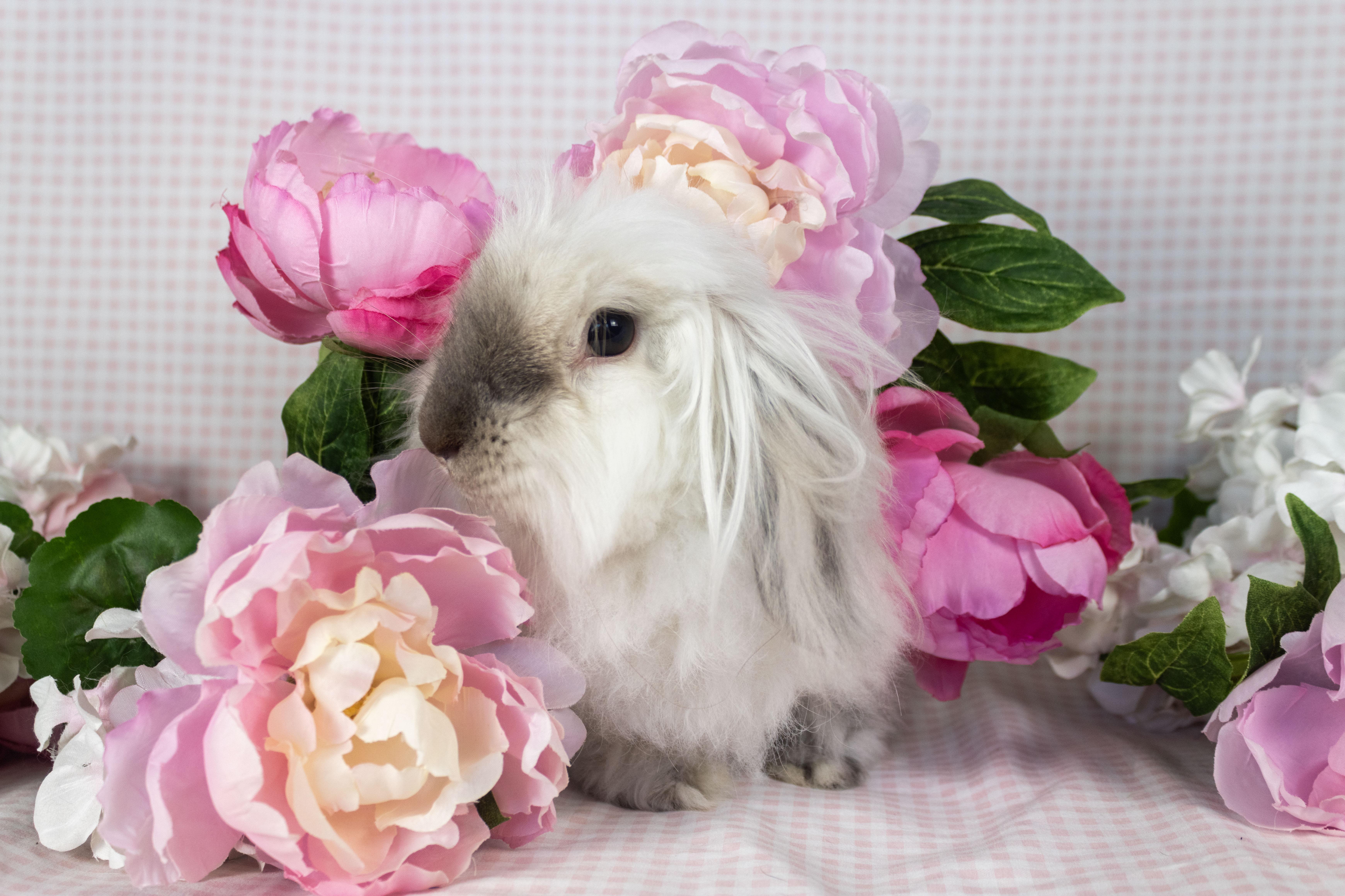 Elora, a Adoptable mixed breed in Ellington, CT image 3/6