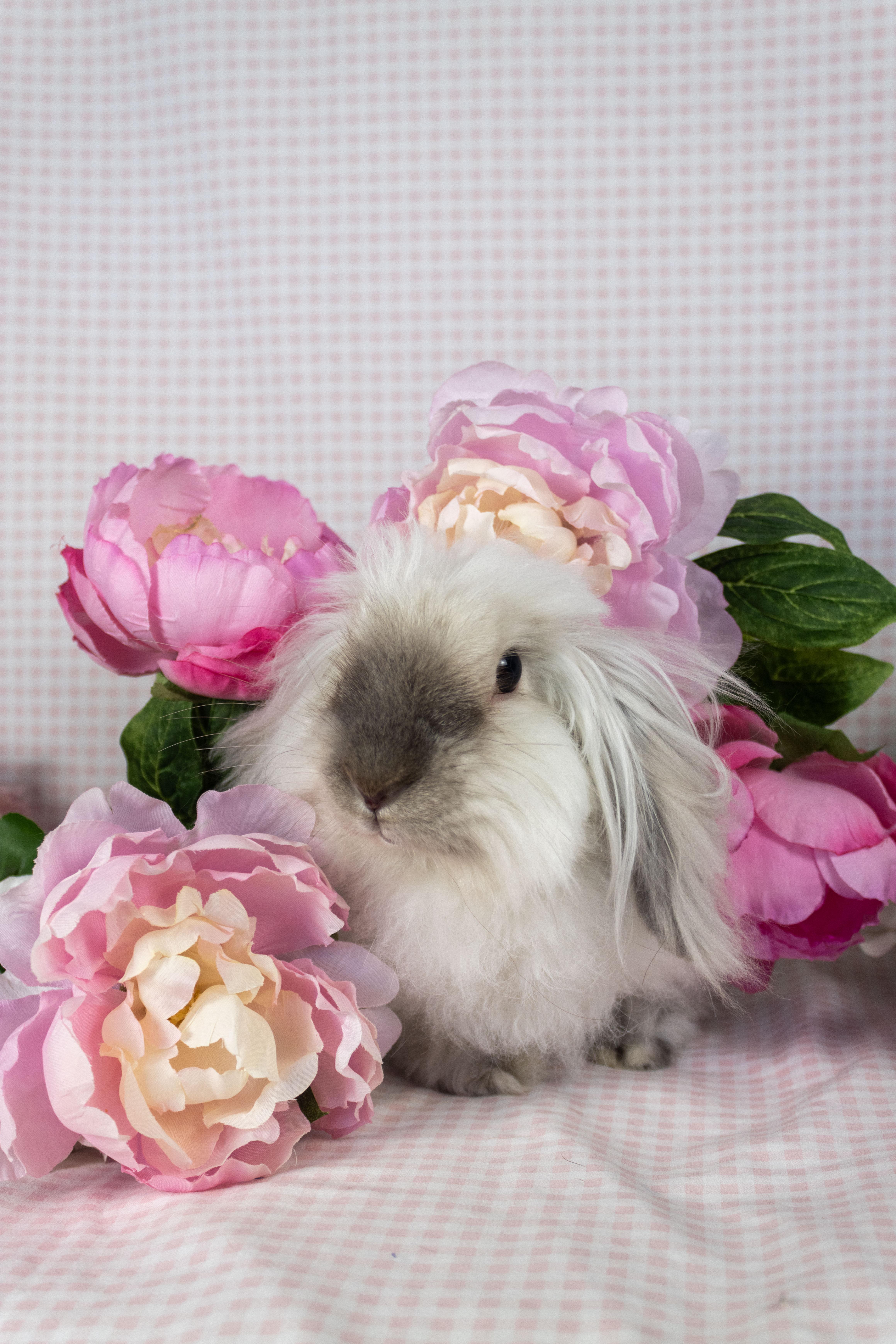 Elora, a Adoptable mixed breed in Ellington, CT image 4/6