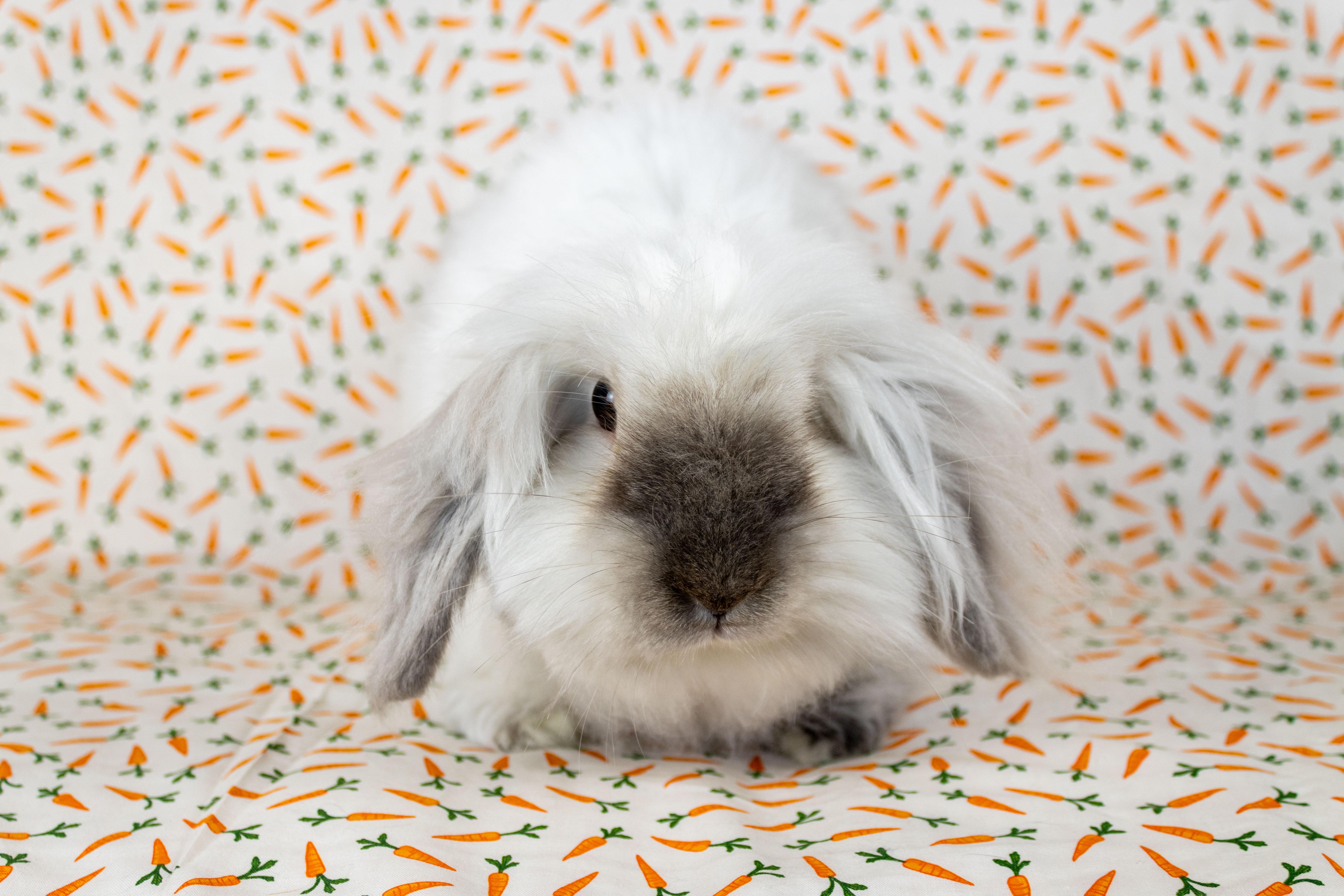 Elora, a Adoptable mixed breed in Ellington, CT image 5/6