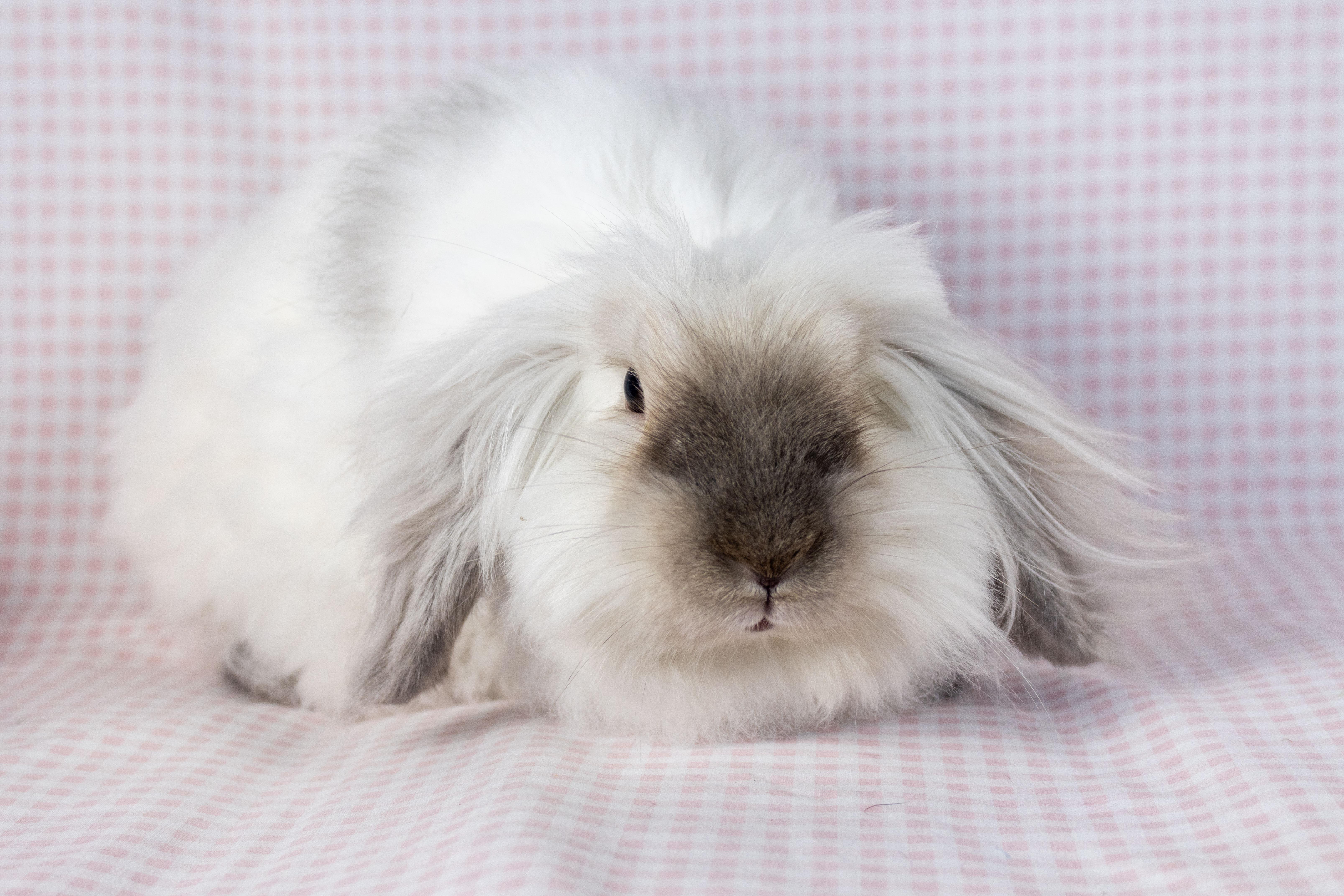 Elora, a Adoptable mixed breed in Ellington, CT image 6/6