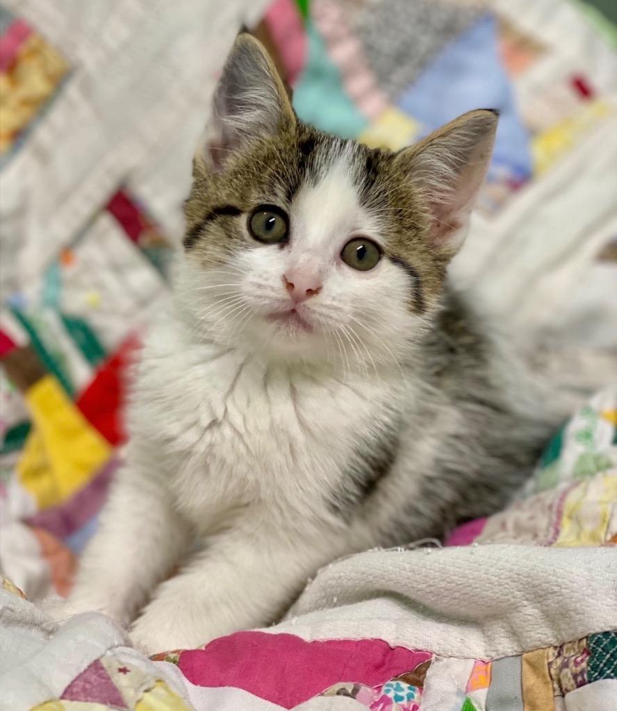 Lyric, Adoptable, Kitten Female Domestic Short Hair.