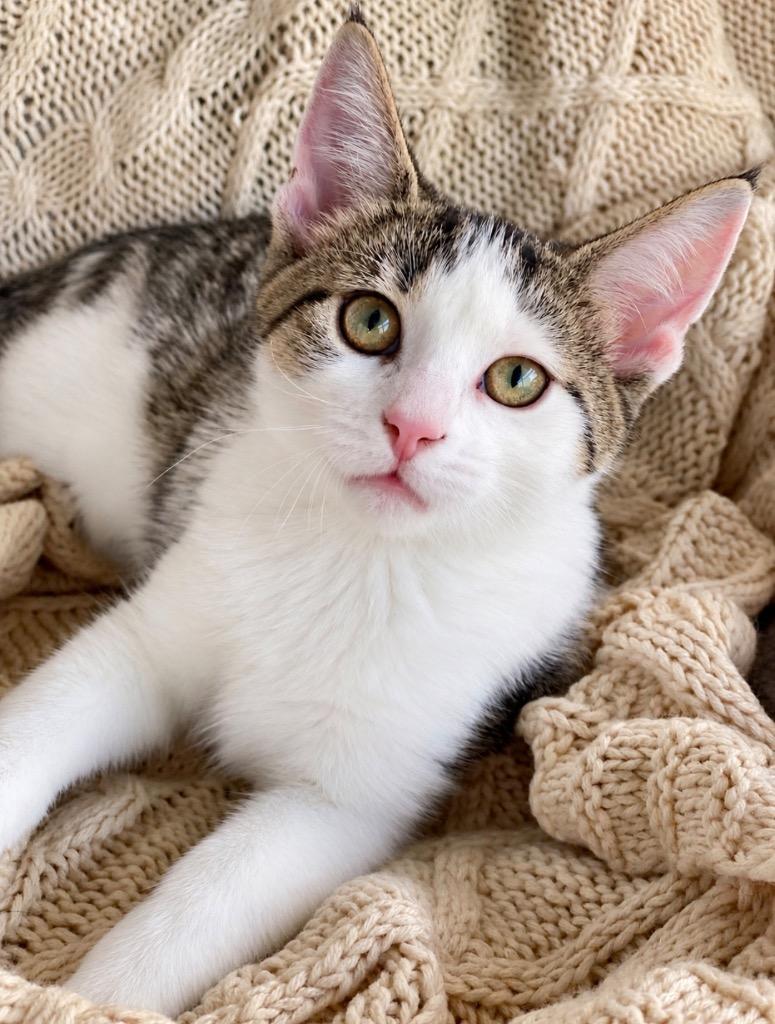 Enlarge Lyric, a Adoptable Domestic Short Hair in Decorah, IA image 2/2