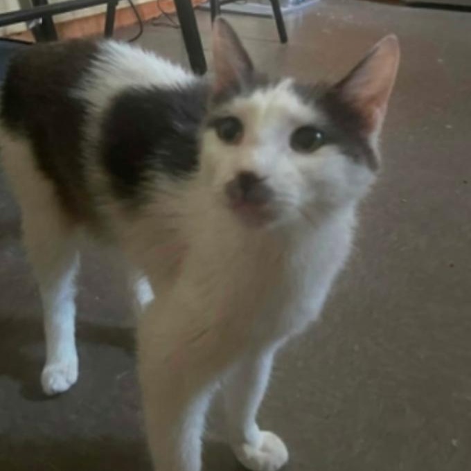 Priscilla, Adoptable, Young Female Domestic Short Hair.