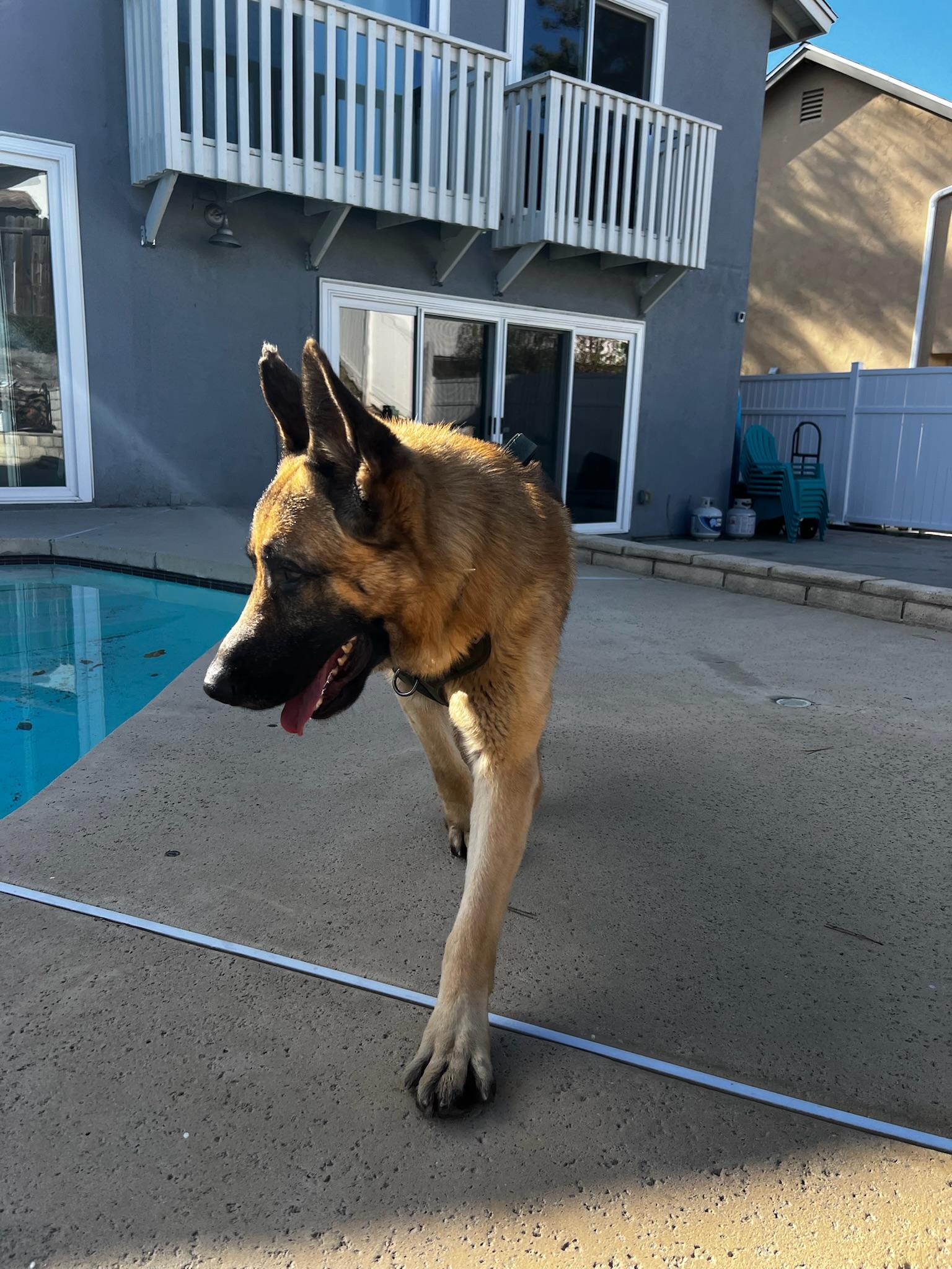 Tofu, a Adoptable German Shepherd Dog image 6/6