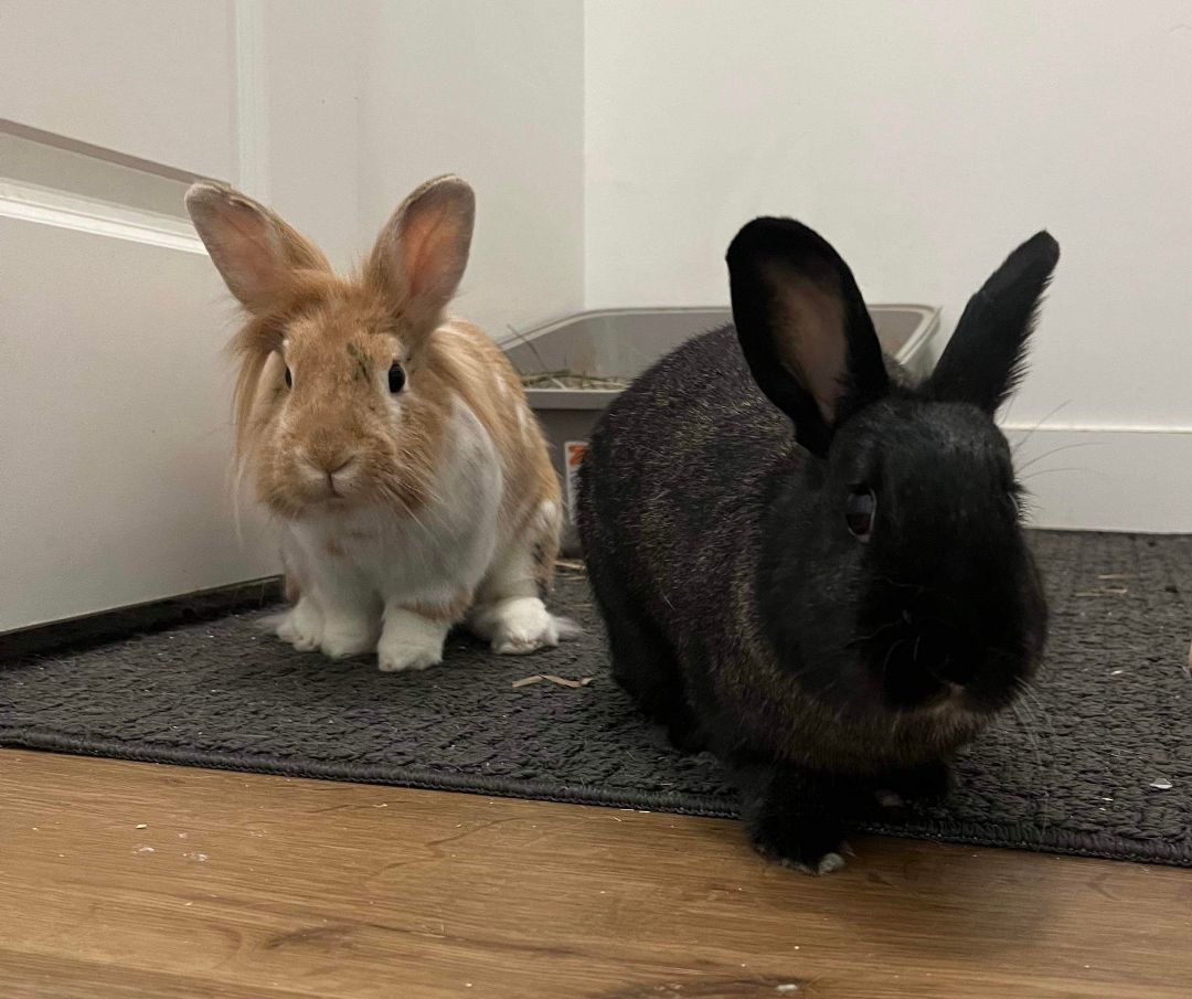 Rupert & Cocoa Puff *Bonded Pair* , adoptable, Adult Male Lionhead.