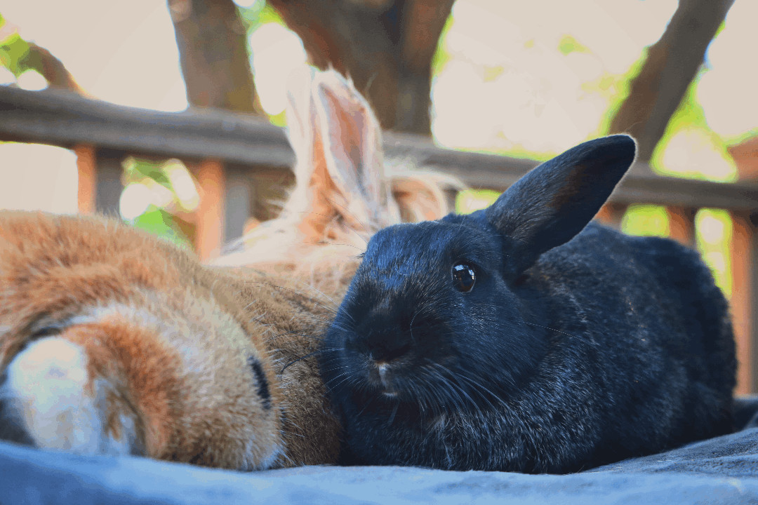 Enlarge Rupert & Cocoa Puff *Bonded Pair* , an adoptable Lionhead in Salt Lake City, UT image 2/4