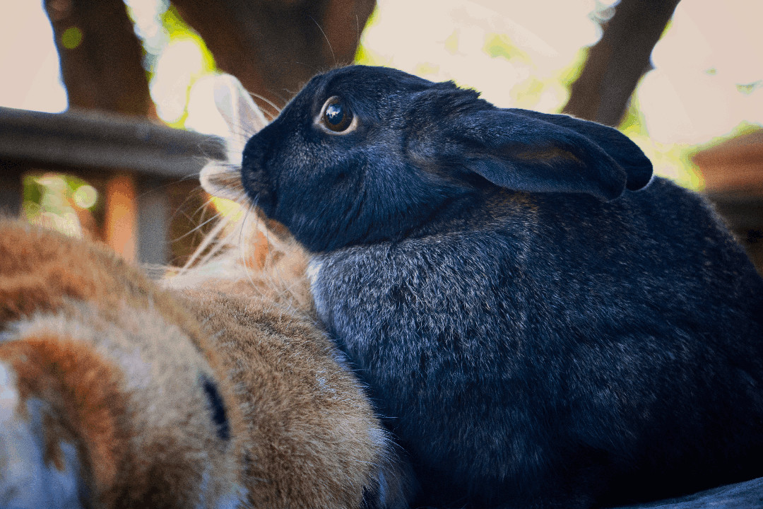Enlarge Rupert & Cocoa Puff *Bonded Pair* , an adoptable Lionhead in Salt Lake City, UT image 3/4