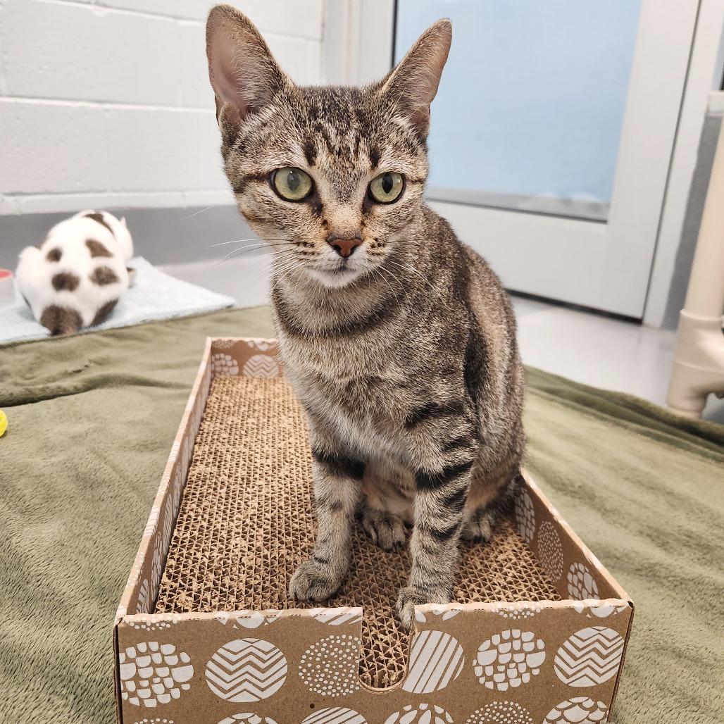 Enlarge Helen, a Adoptable Domestic Short Hair in Naples, FL image 1/3