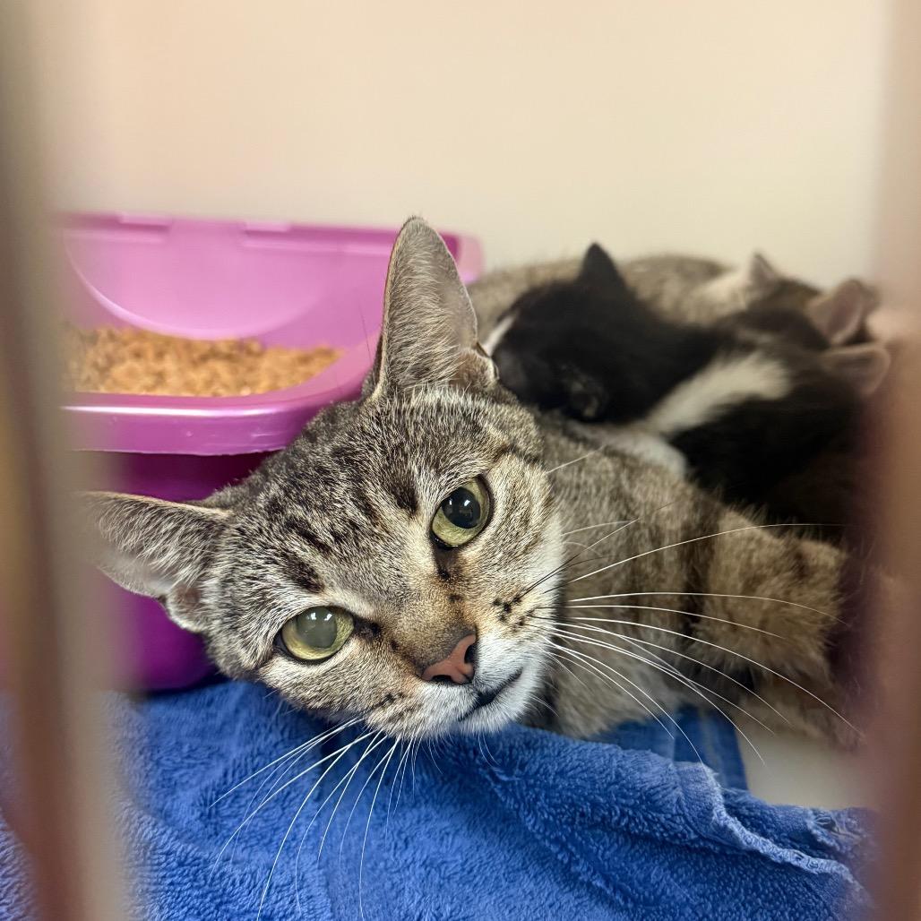 Enlarge Helen, a Adoptable Domestic Short Hair in Naples, FL image 2/3