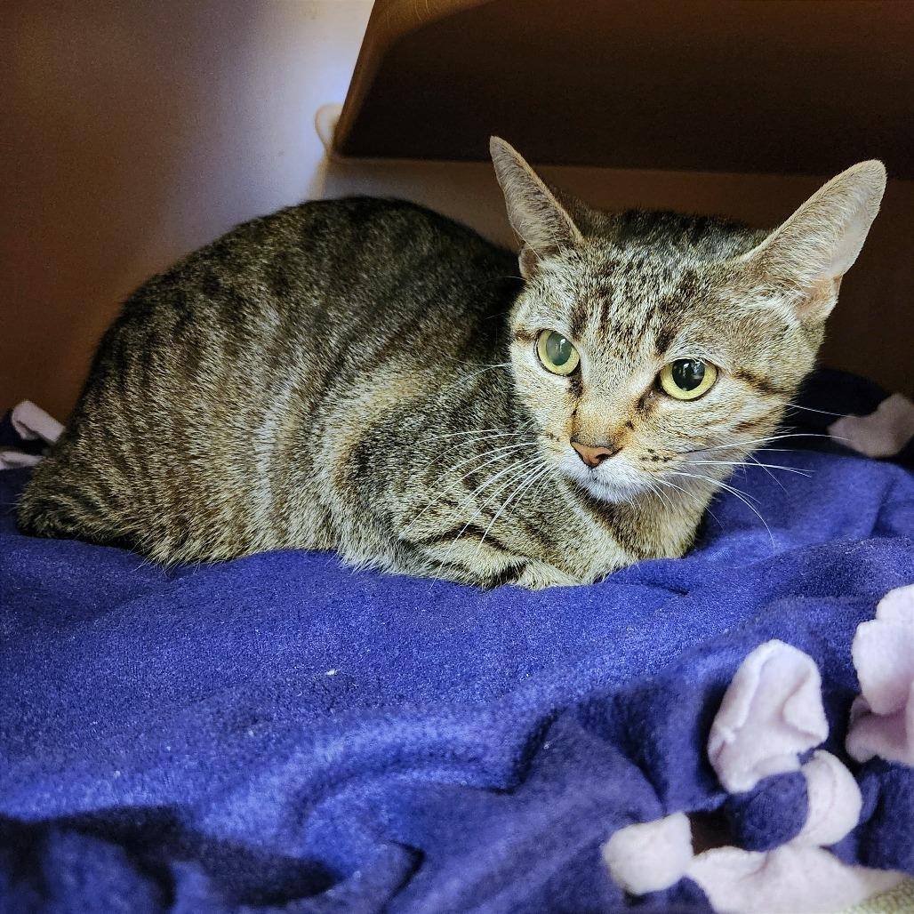 Enlarge Helen, a Adoptable Domestic Short Hair in Naples, FL image 3/3