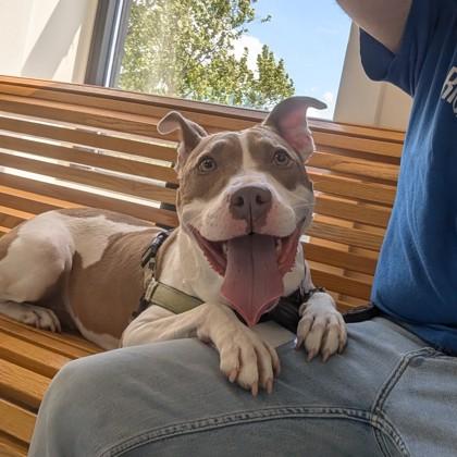 Enlarge WishBone, a Adoptable mixed breed in Richmond, VA image 1/3