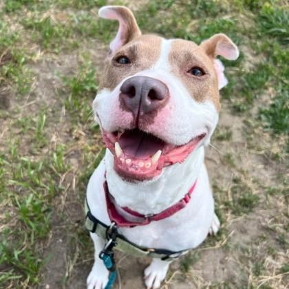 Enlarge WishBone, a Adoptable mixed breed in Richmond, VA image 2/3