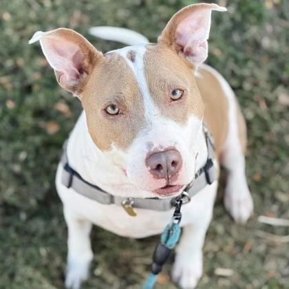 Enlarge WishBone, a Adoptable mixed breed in Richmond, VA image 3/3