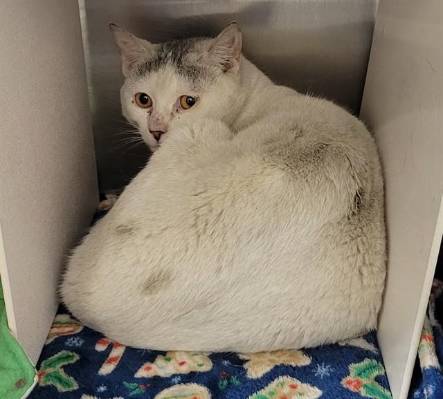 BUTTERSCOTCH, Adoptable, Adult Male Domestic Short Hair & Domestic Short Hair.