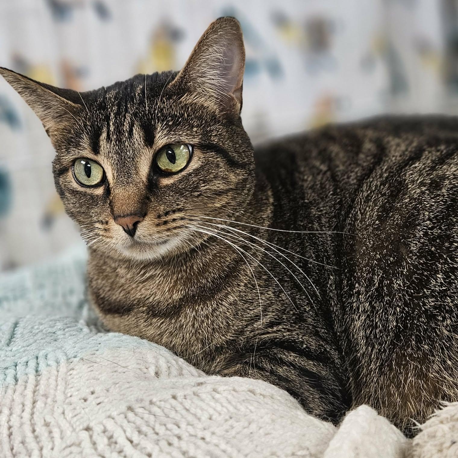 Enlarge Sammy, a ADOPTABLE Domestic Short Hair in Wapakoneta, OH image 2/2