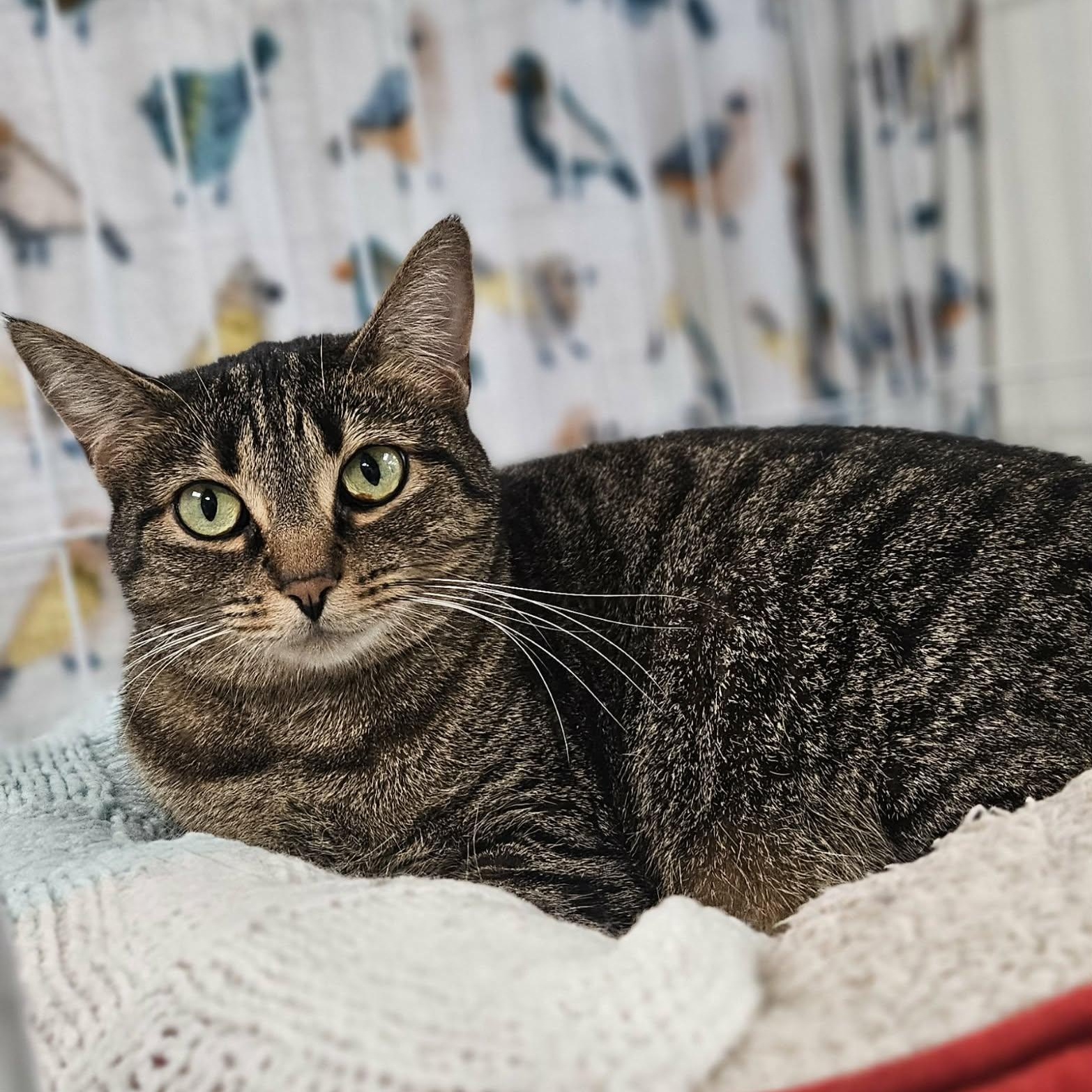 Sammy, ADOPTABLE, Adult Female Domestic Short Hair.