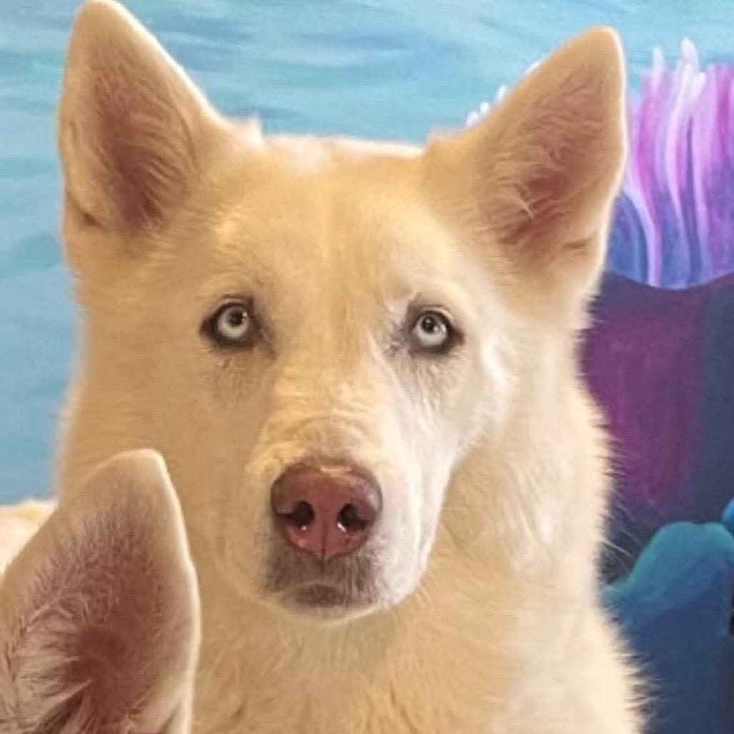 Athena Matthew OS NV, a Adoptable mixed breed in Las Vegas, NV image 2/2