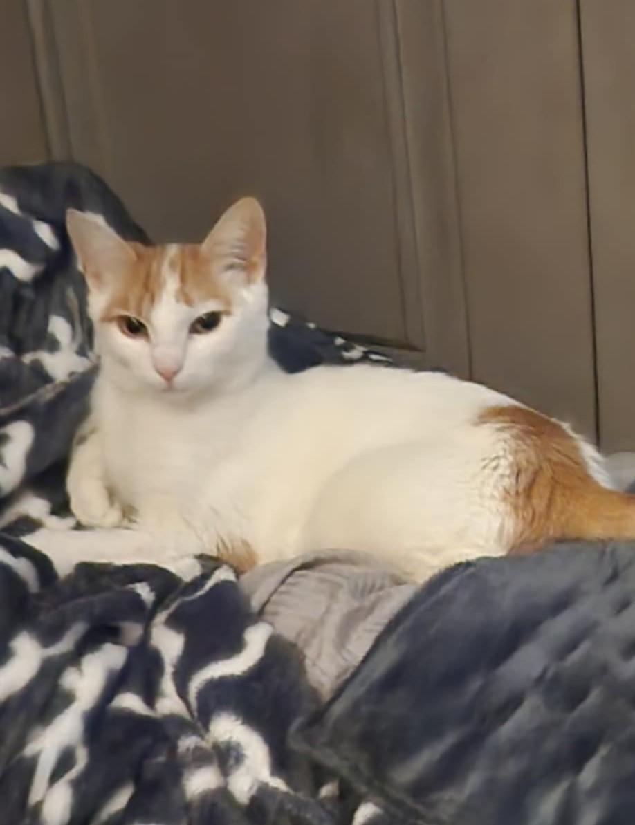 Mama (#91), a Adoptable Domestic Short Hair in Johnston, RI image 1/2