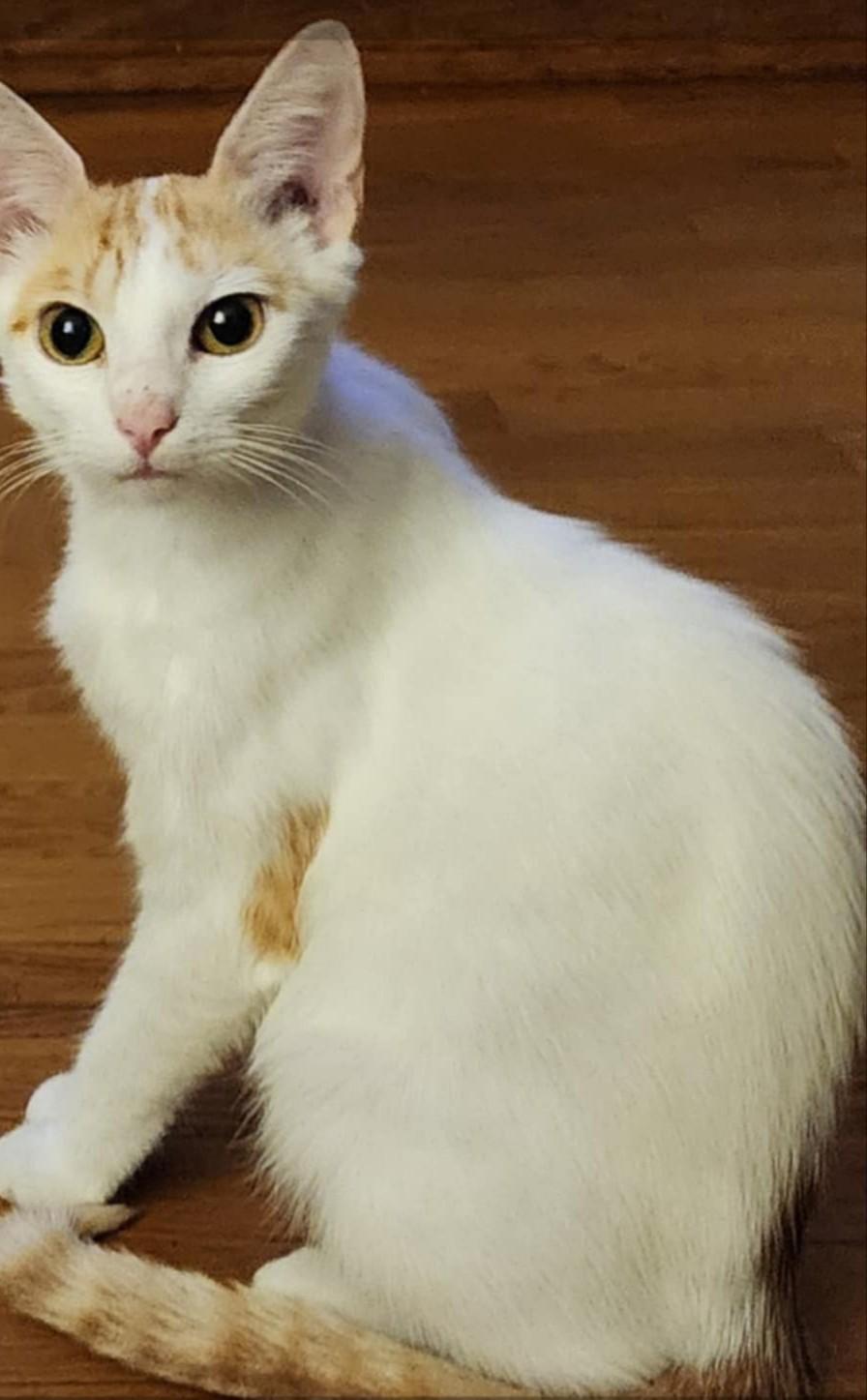 Mama (#91), a Adoptable Domestic Short Hair in Johnston, RI image 2/2