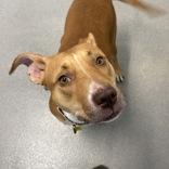 Enlarge Athena, a ADOPTABLE Mixed Breed in Hilliard, OH image 1/1