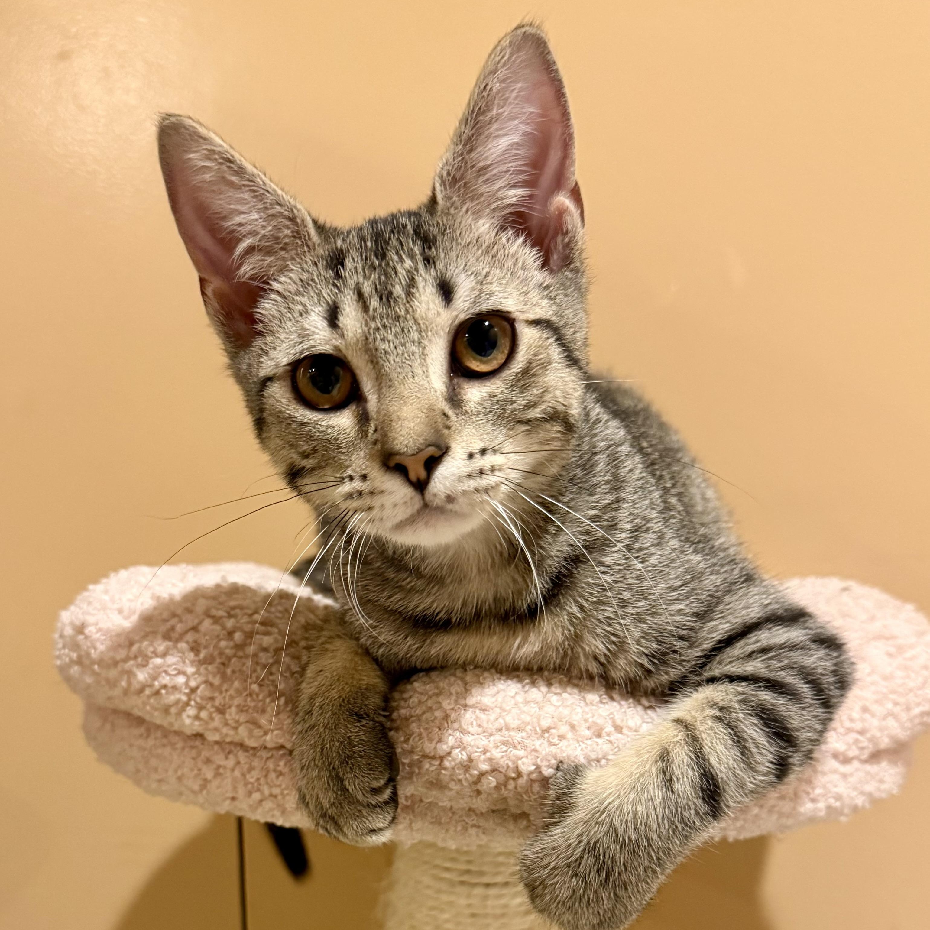 Enlarge Dylan, a Adoptable Domestic Short Hair in Bourne, MA image 1/5