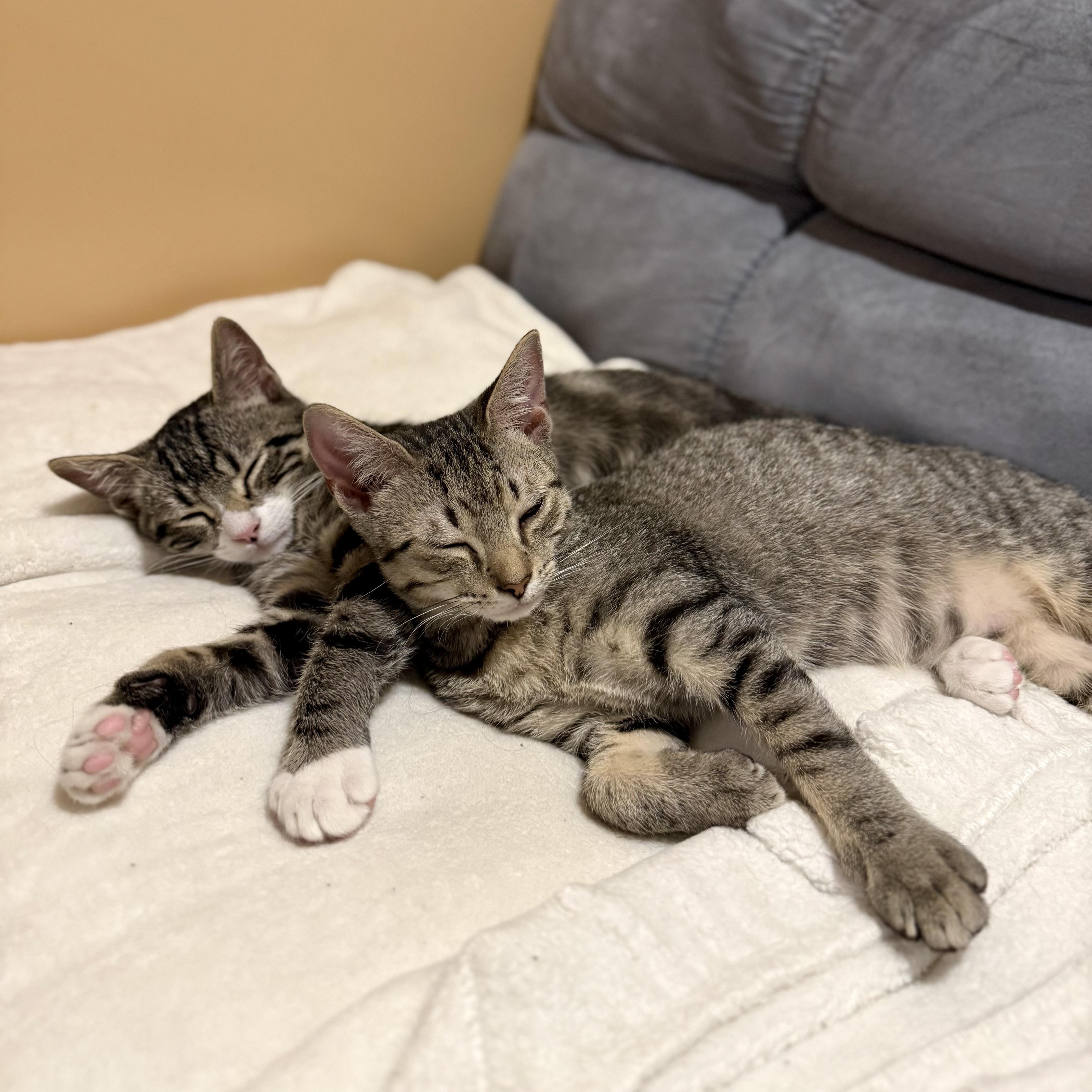 Enlarge Dylan, a Adoptable Domestic Short Hair in Bourne, MA image 4/5