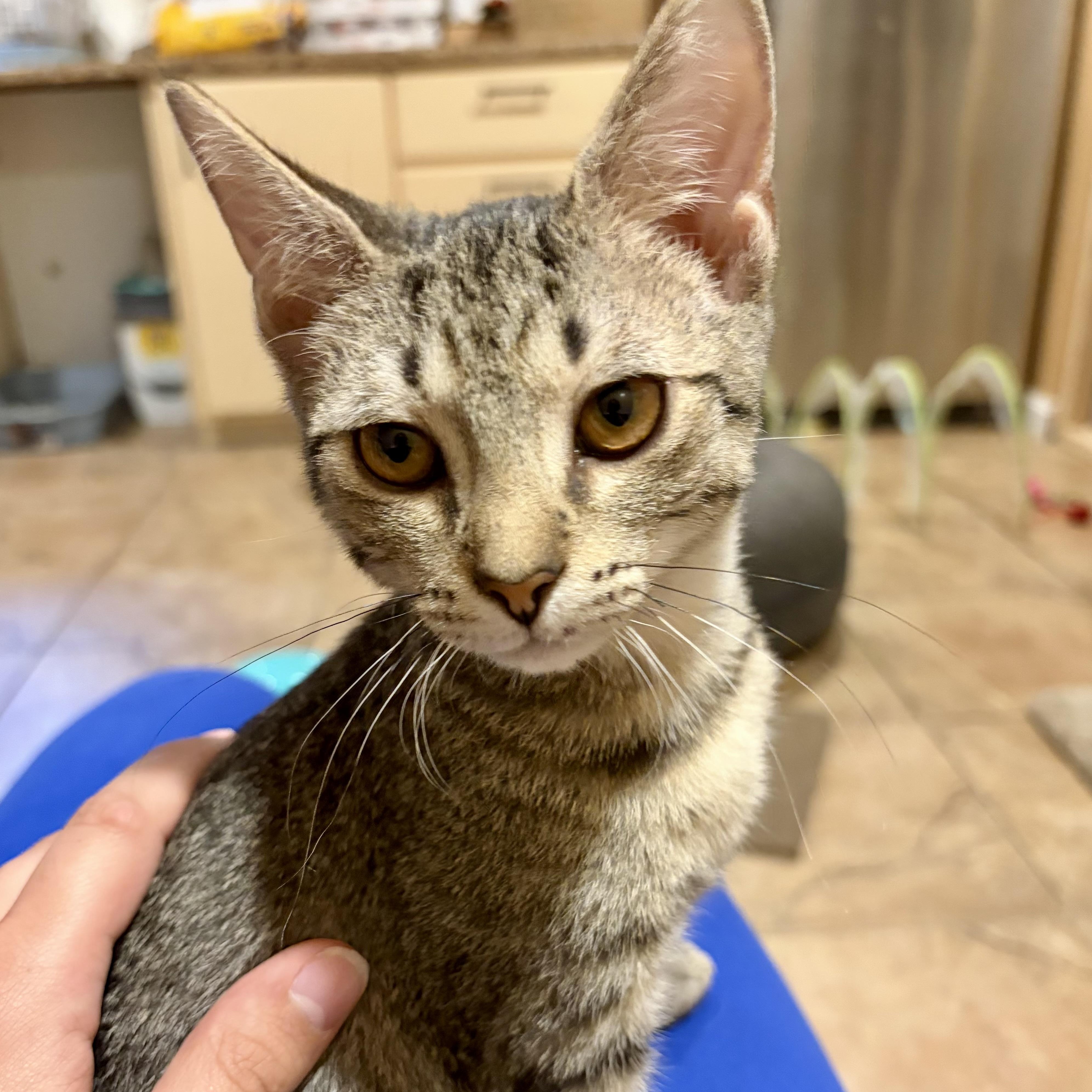 Enlarge Dylan, a Adoptable Domestic Short Hair in Bourne, MA image 2/5