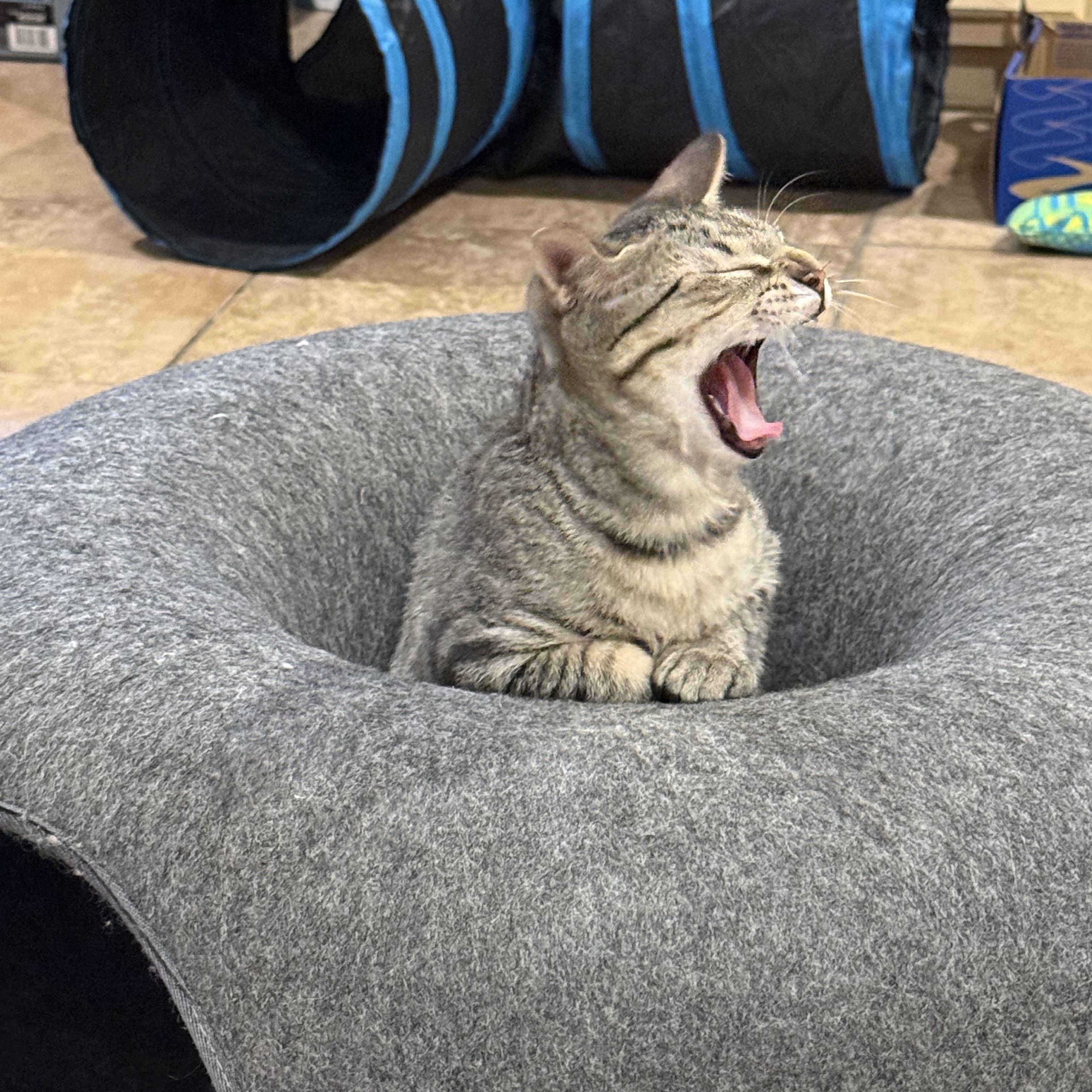 Enlarge Dylan, a Adoptable Domestic Short Hair in Bourne, MA image 5/5