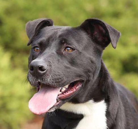 Thelma, Adopted, Senior Female Labrador Retriever & Pit Bull Terrier.