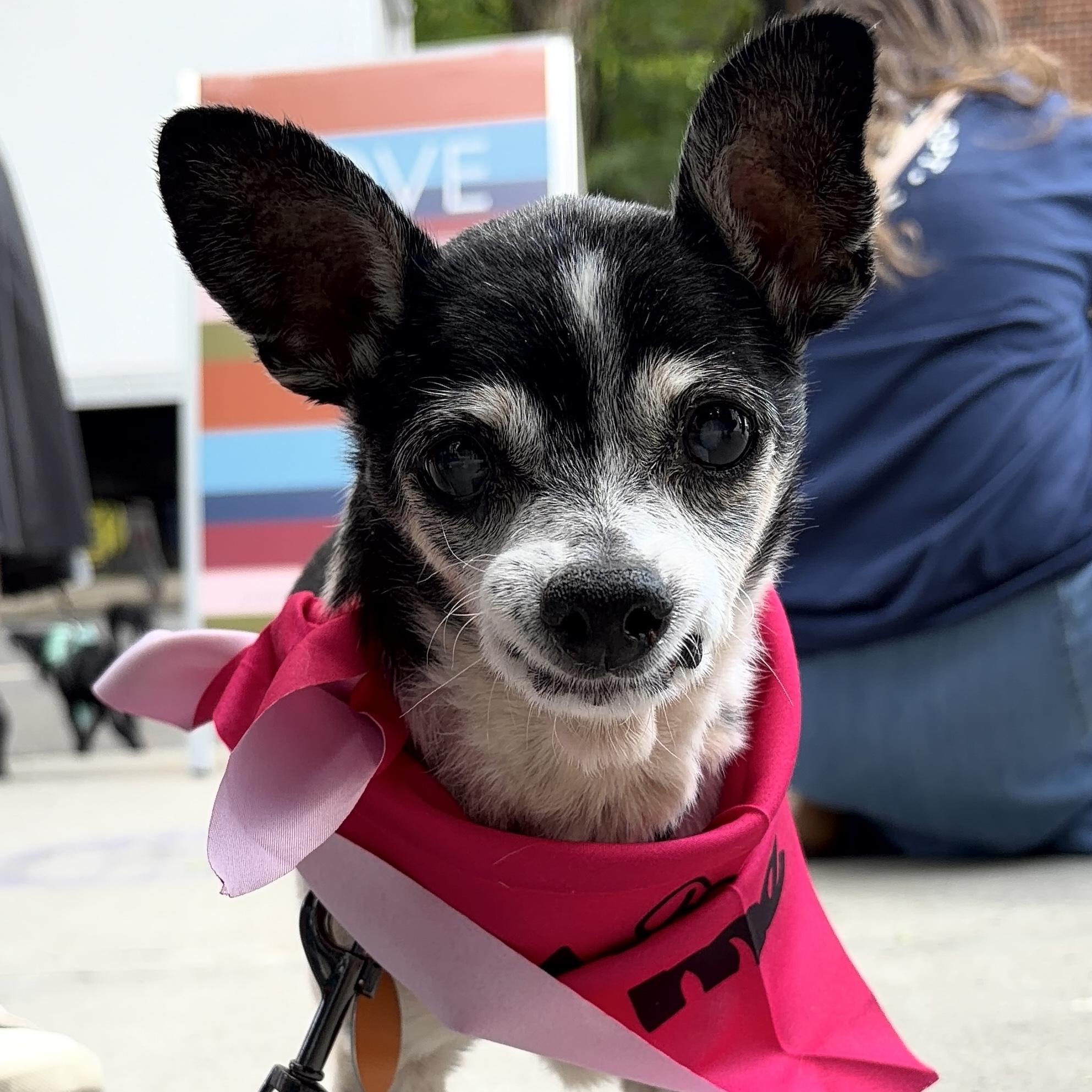 Pixie, Adoptable, Senior Female Chihuahua.