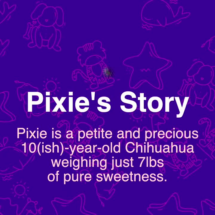 Enlarge Pixie, a Adoptable mixed breed in Brooklyn, NY video 3/6