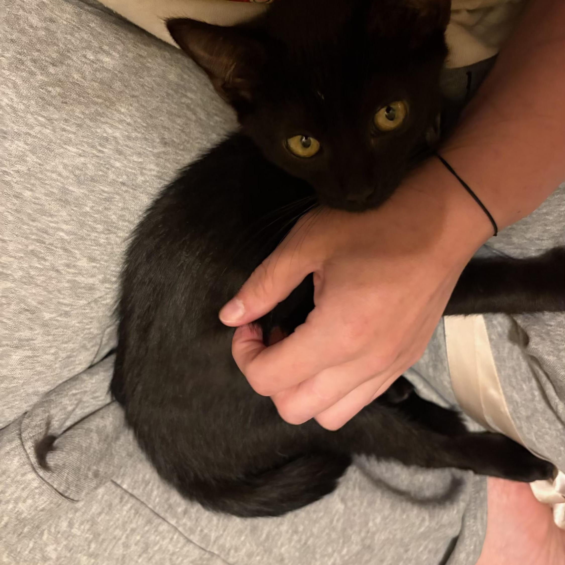 Enlarge Jupiter, a Adoptable Domestic Short Hair in Wanaque, NJ image 4/4