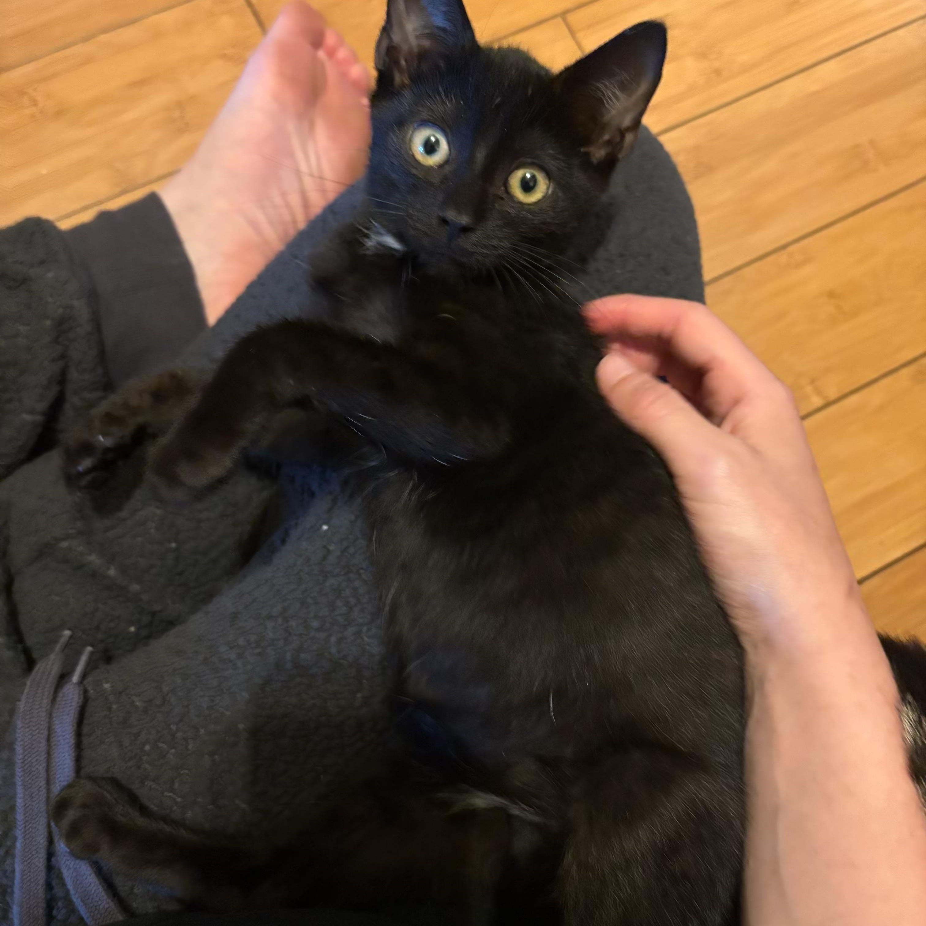 Jupiter, Adoptable, Kitten Male Domestic Short Hair.