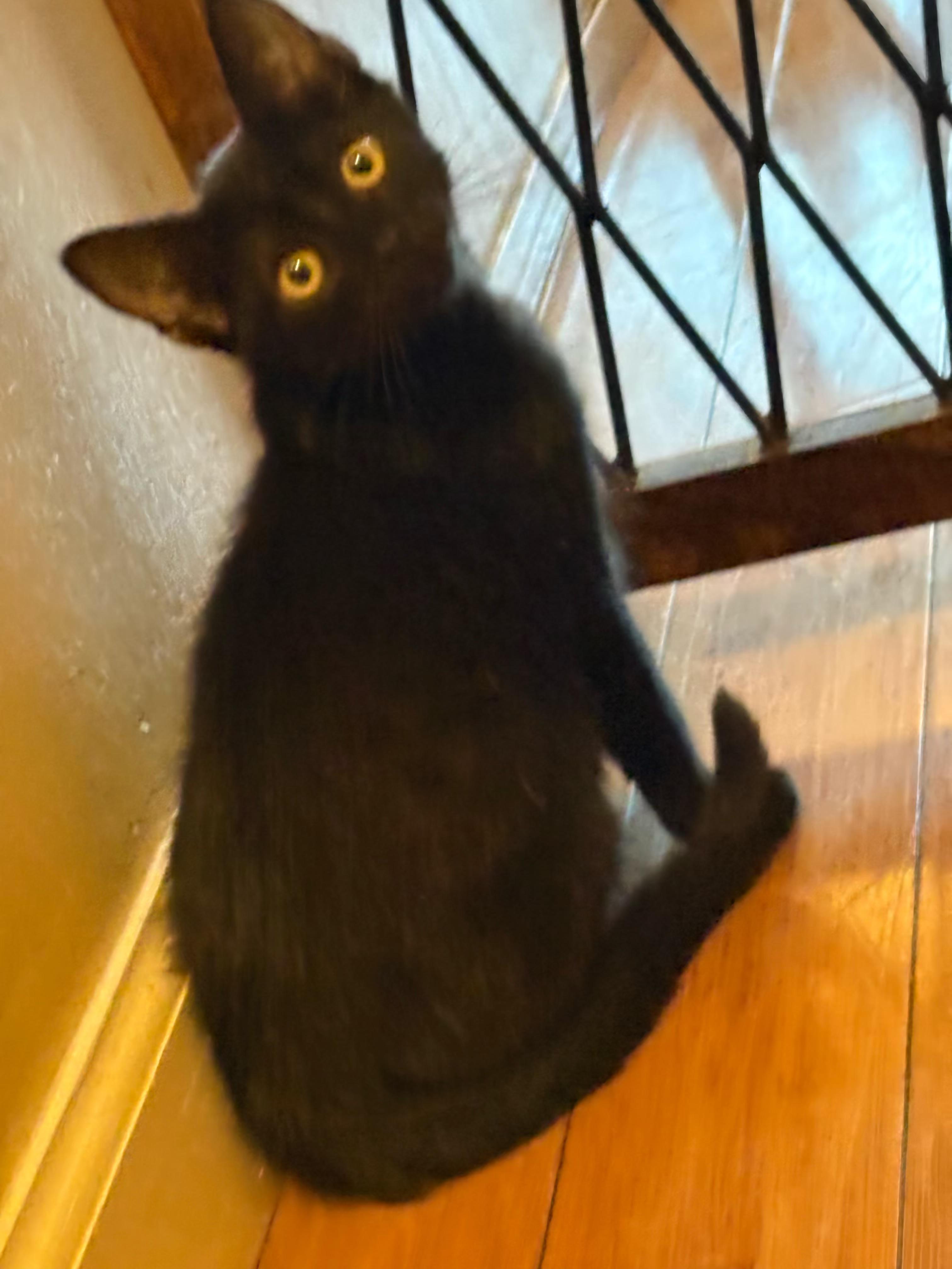 Jupiter, Adoptable, Kitten Male Domestic Short Hair.