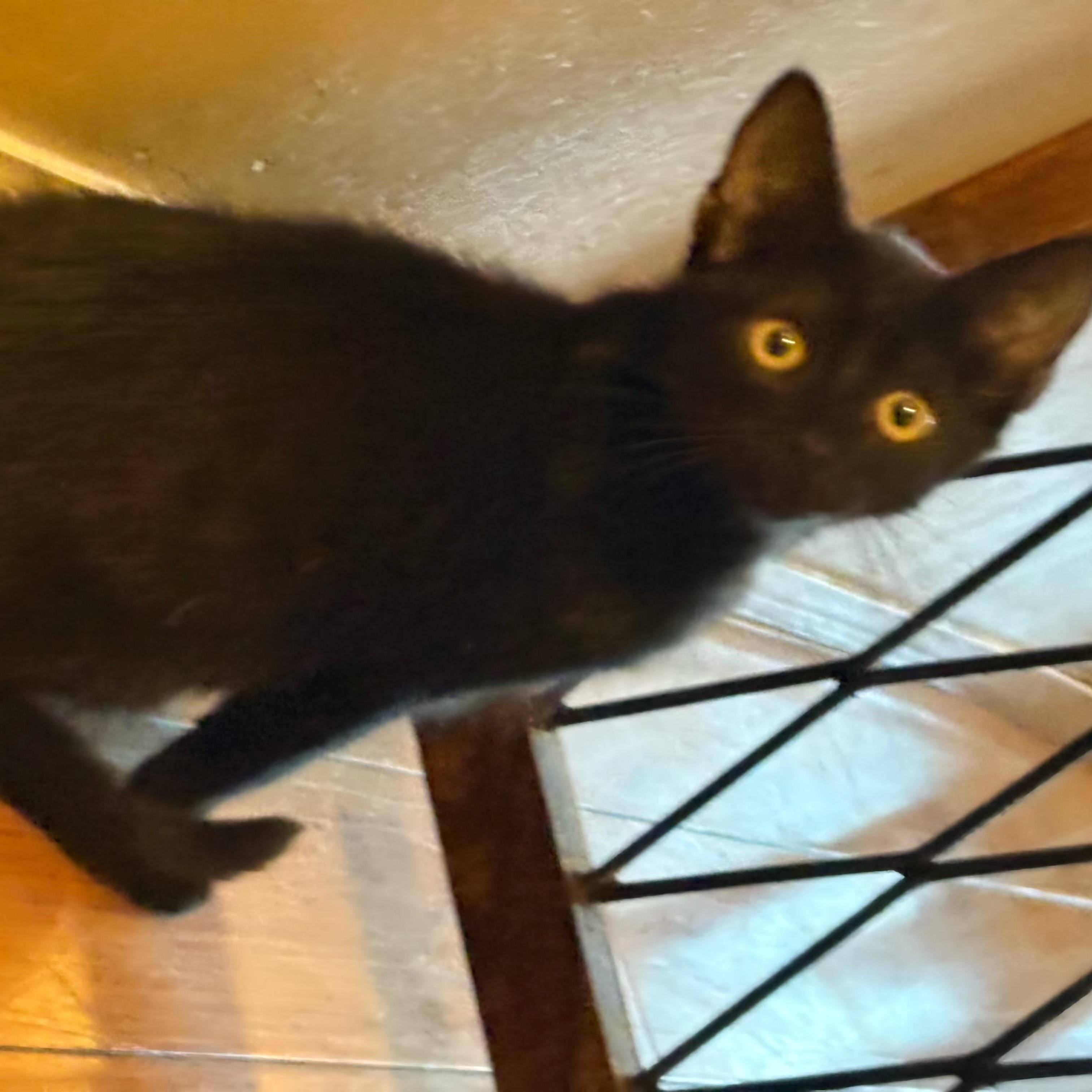 Jupiter, a Adoptable Domestic Short Hair in Wanaque, NJ image 1/4