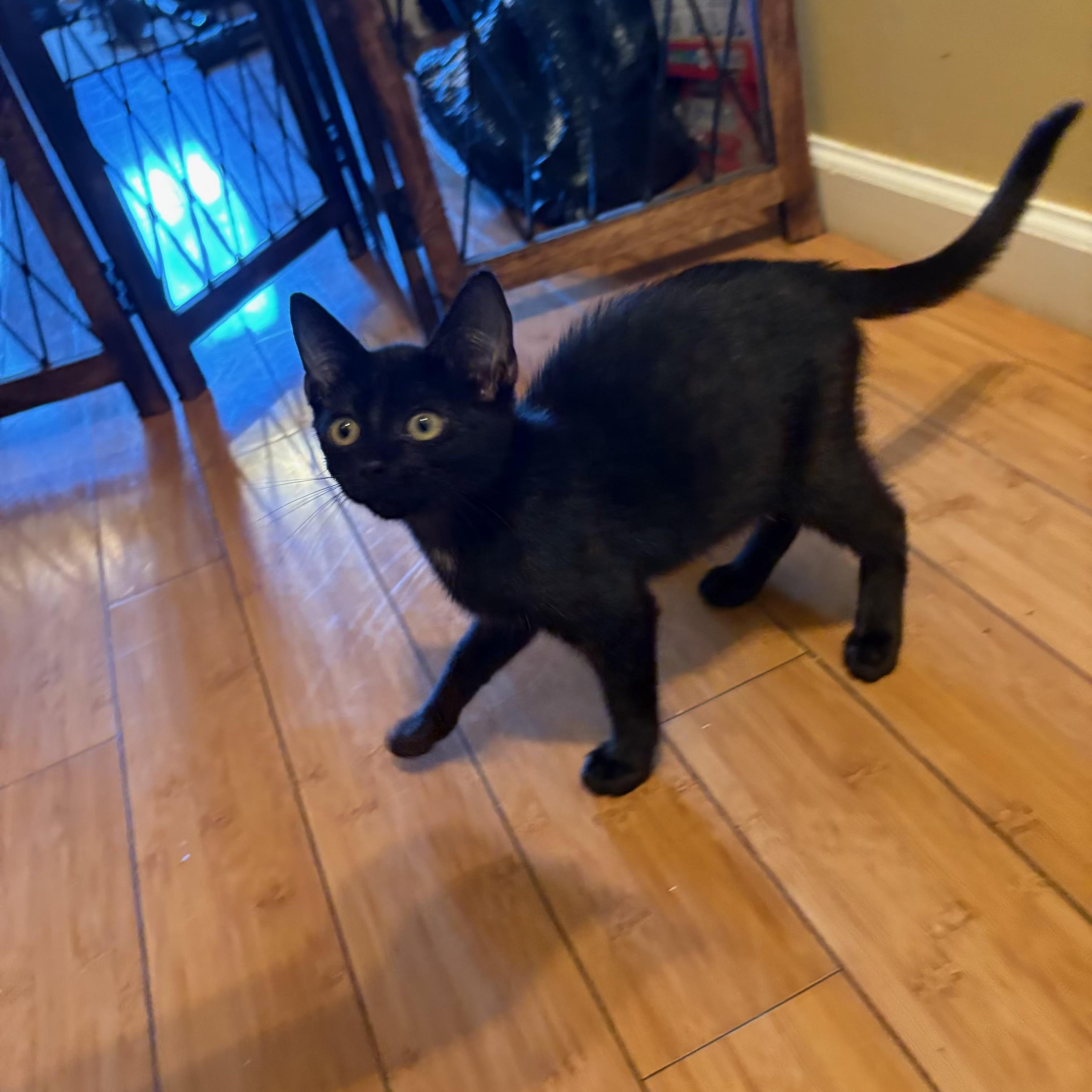 Enlarge Jupiter, a Adoptable Domestic Short Hair in Wanaque, NJ image 2/4