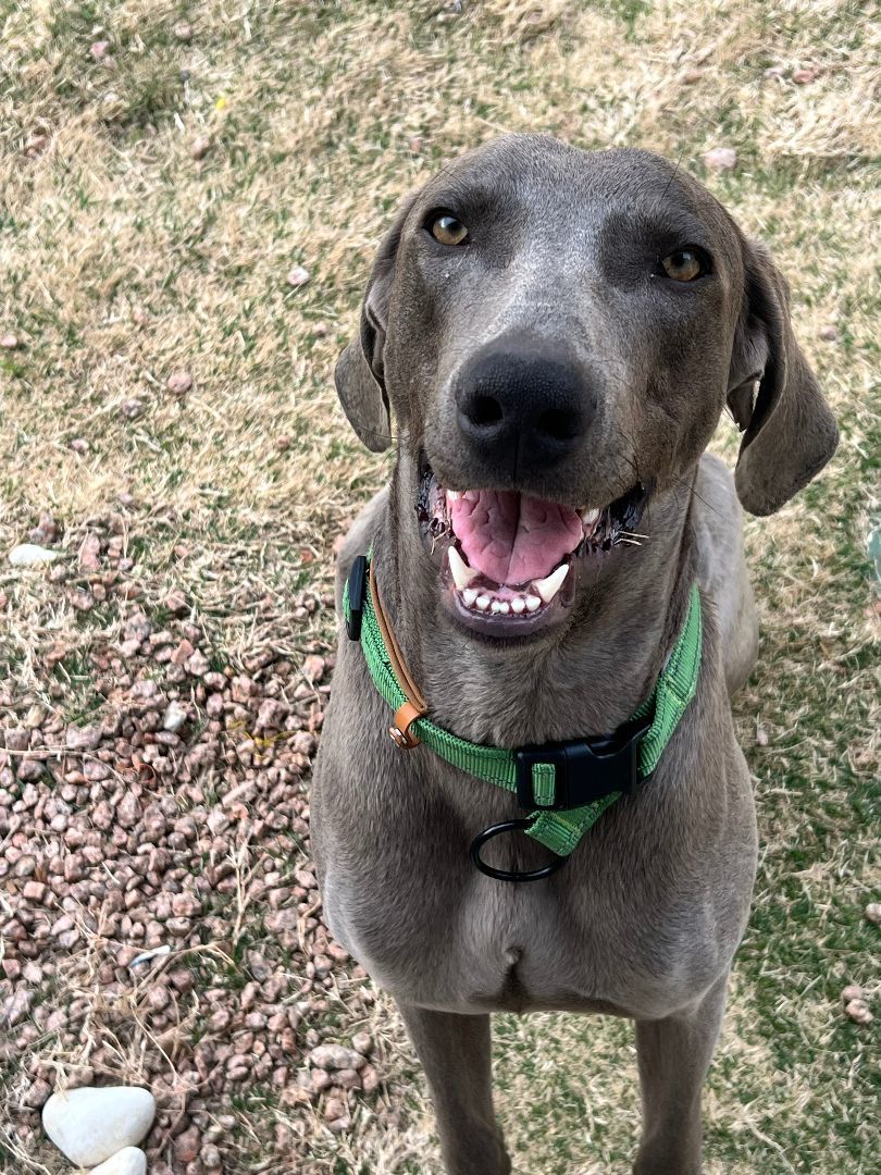 Enlarge Blu, a Adoptable Weimaraner in Austin, TX image 2/3