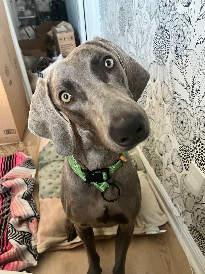 Blu, Adoptable, Young Male Weimaraner.
